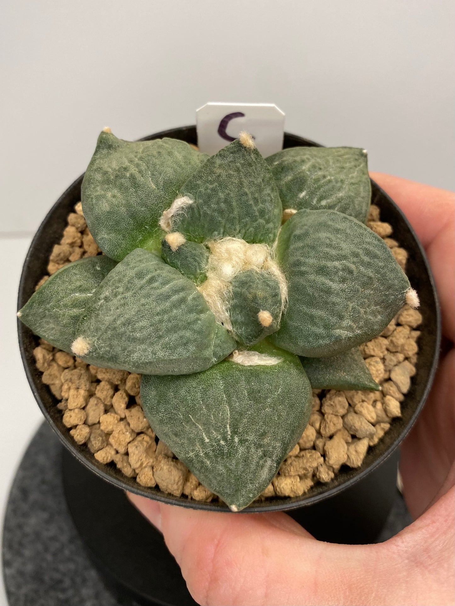 Ariocarpus Retusus cv. Cauliflower "C"