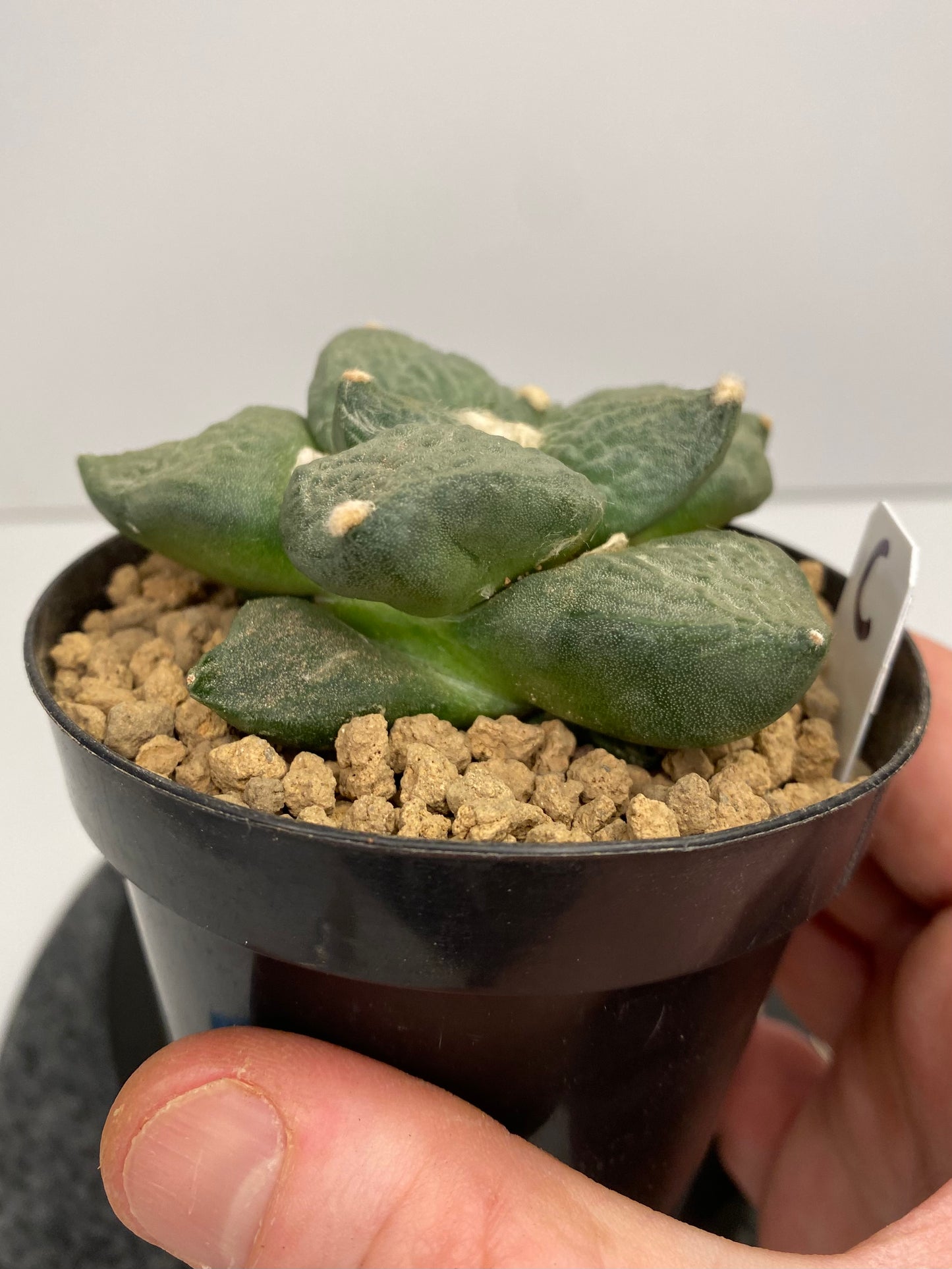 Ariocarpus Retusus cv. Cauliflower "C"