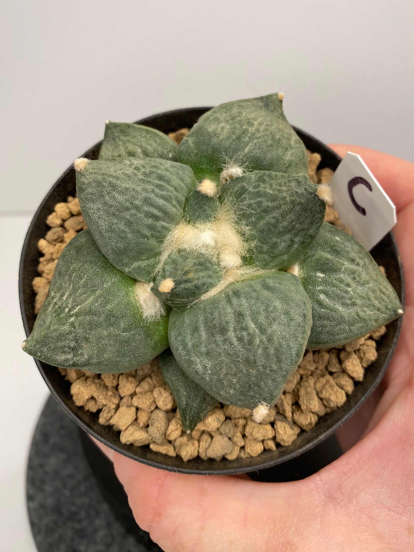 Ariocarpus Retusus cv. Cauliflower "C"