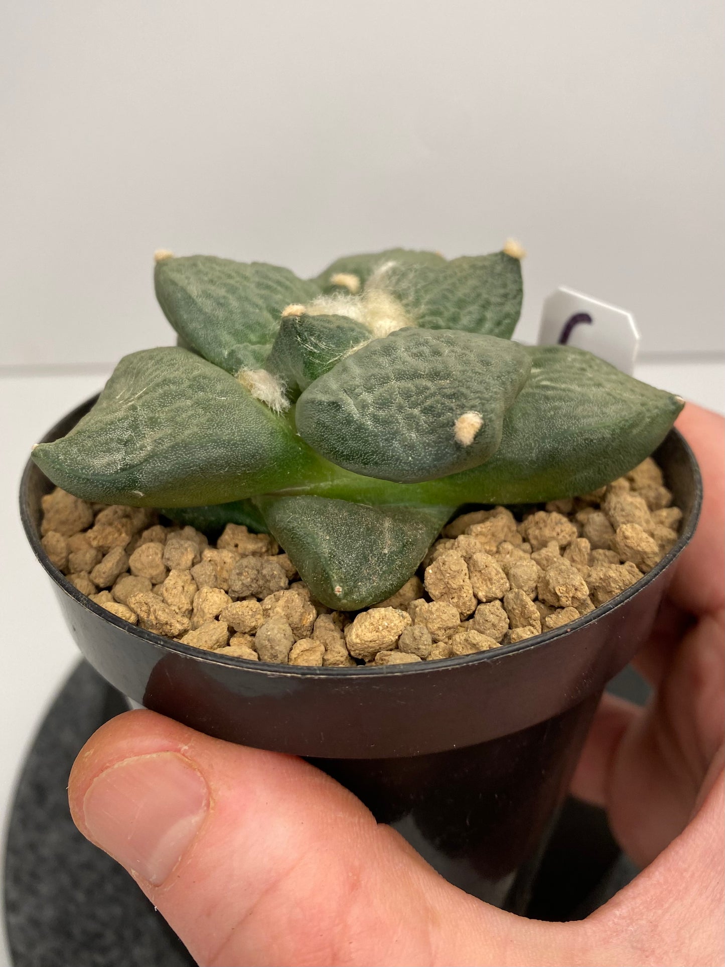 Ariocarpus Retusus cv. Cauliflower "C"