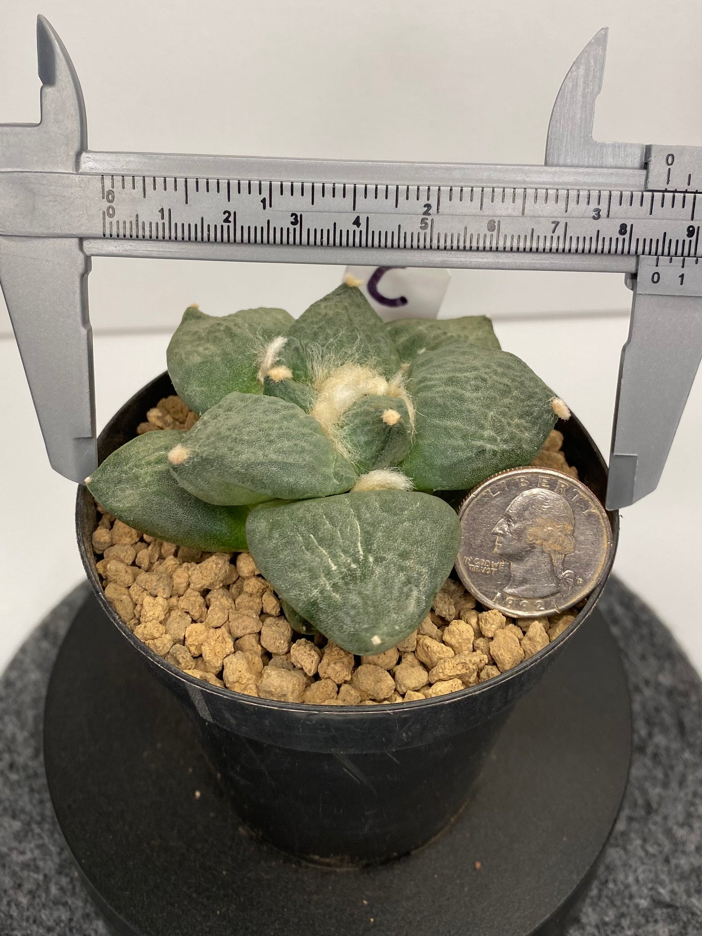 Ariocarpus Retusus cv. Cauliflower "C"