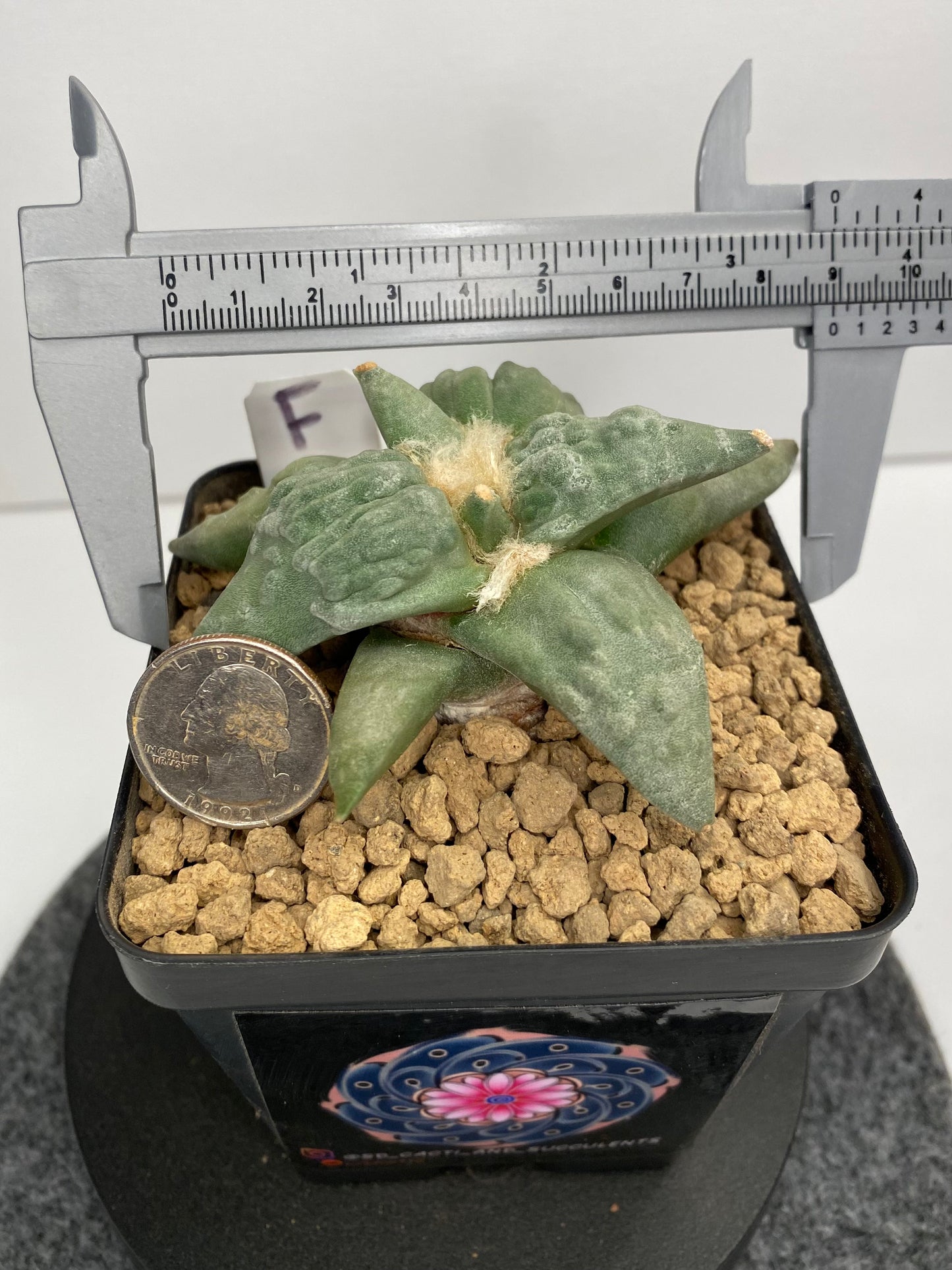 Ariocarpus Retusus cv. Cauliflower "F"