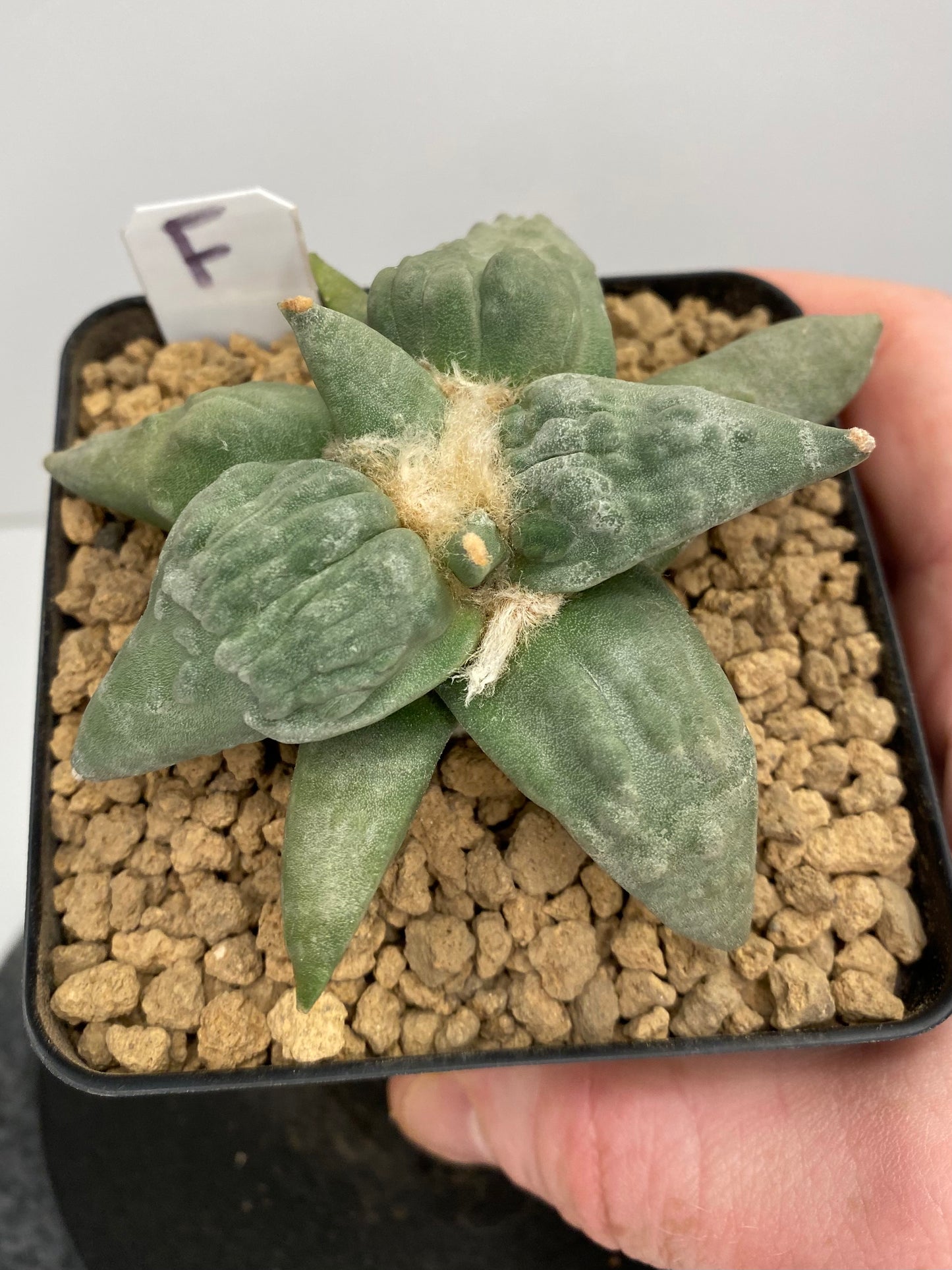 Ariocarpus Retusus cv. Cauliflower "F"