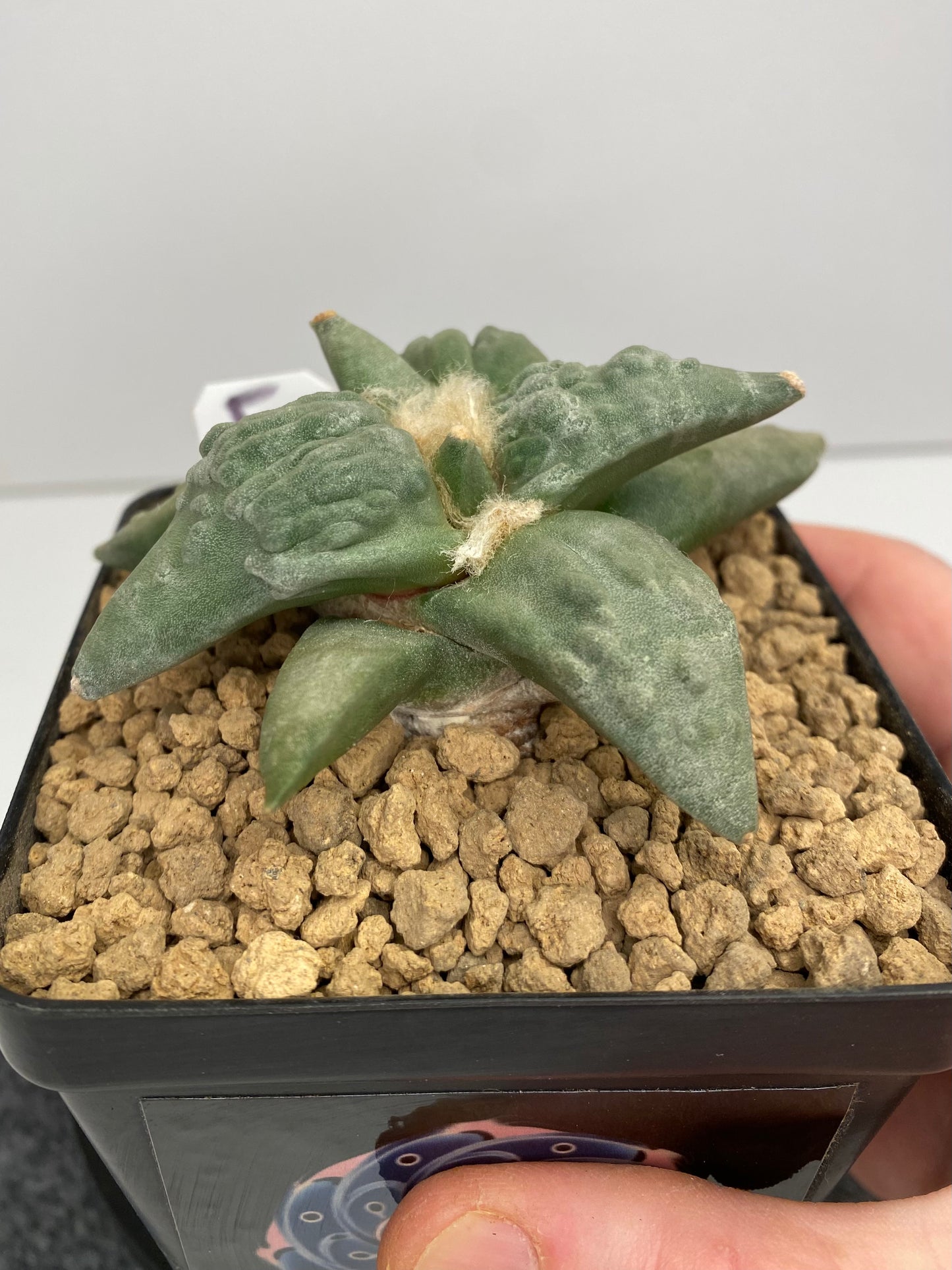 Ariocarpus Retusus cv. Cauliflower "F"