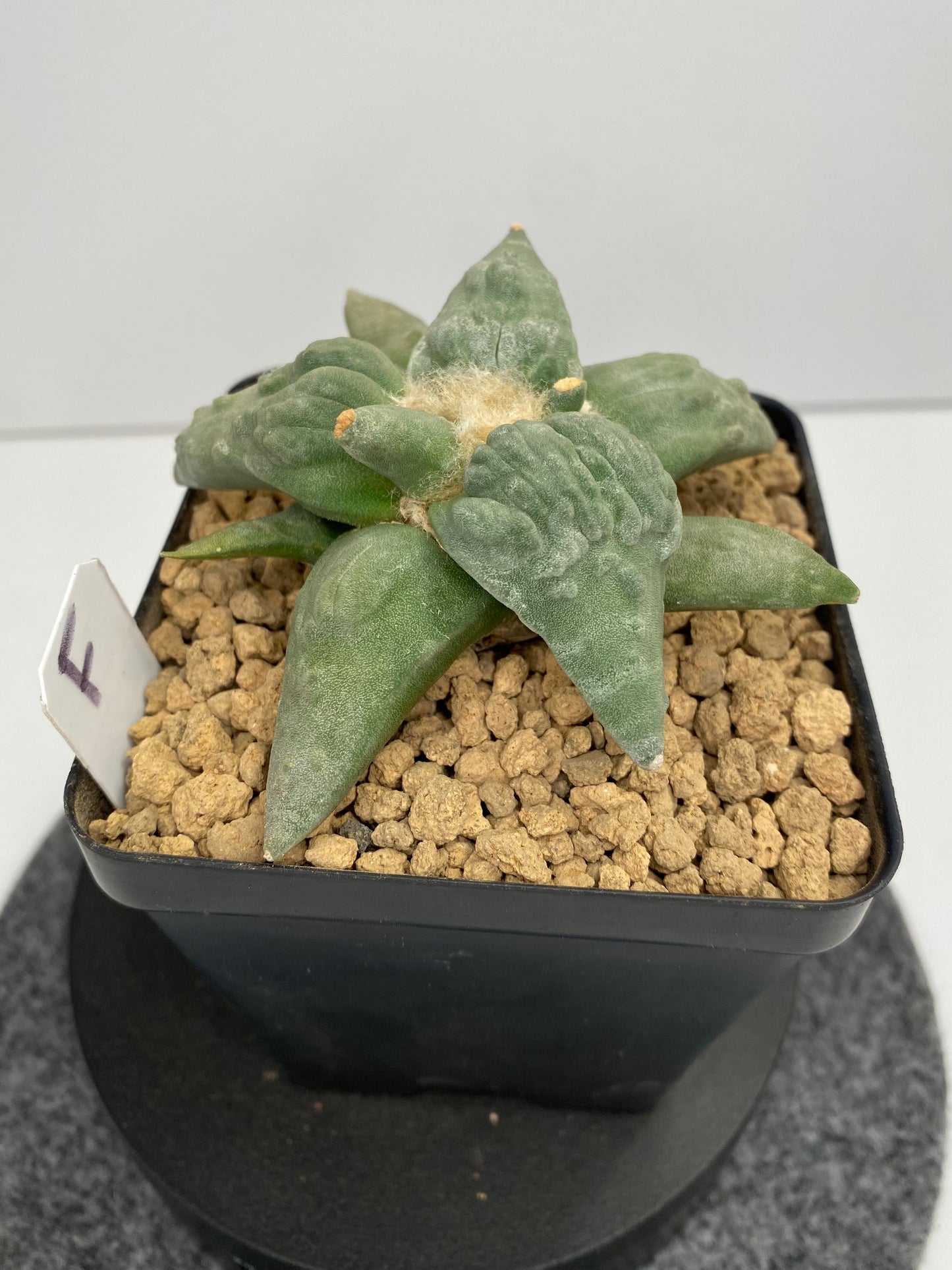 Ariocarpus Retusus cv. Cauliflower "F"