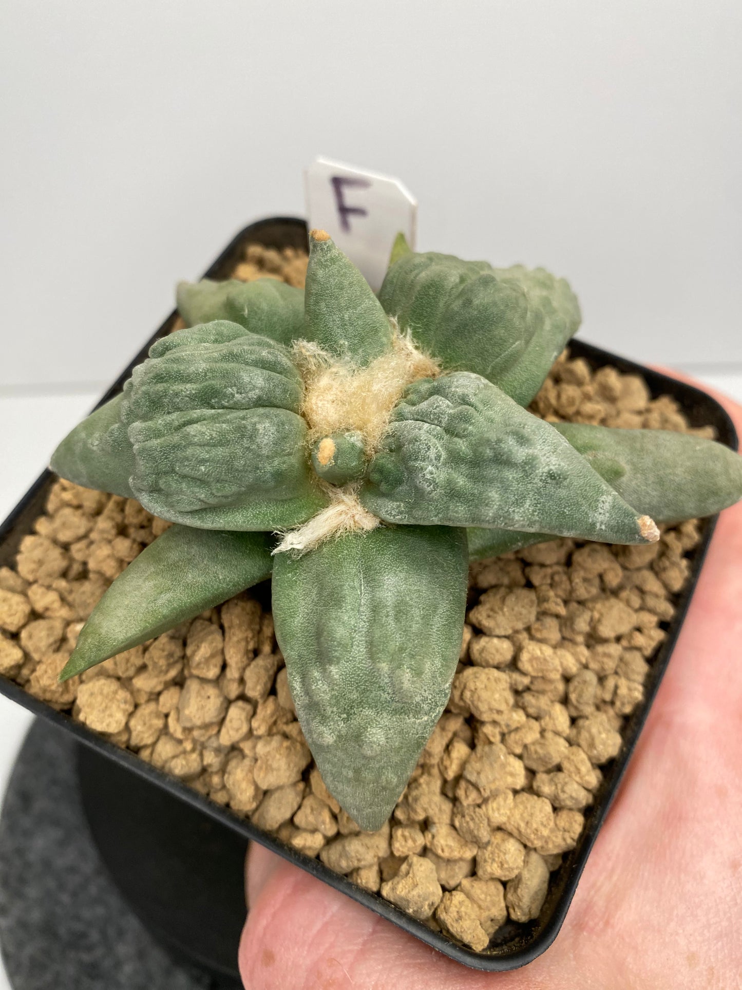 Ariocarpus Retusus cv. Cauliflower "F"