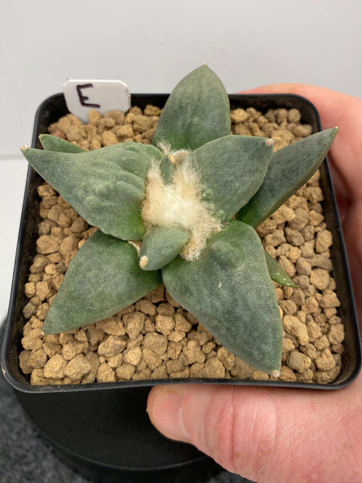 Ariocarpus Retusus cv. Cauliflower "E"