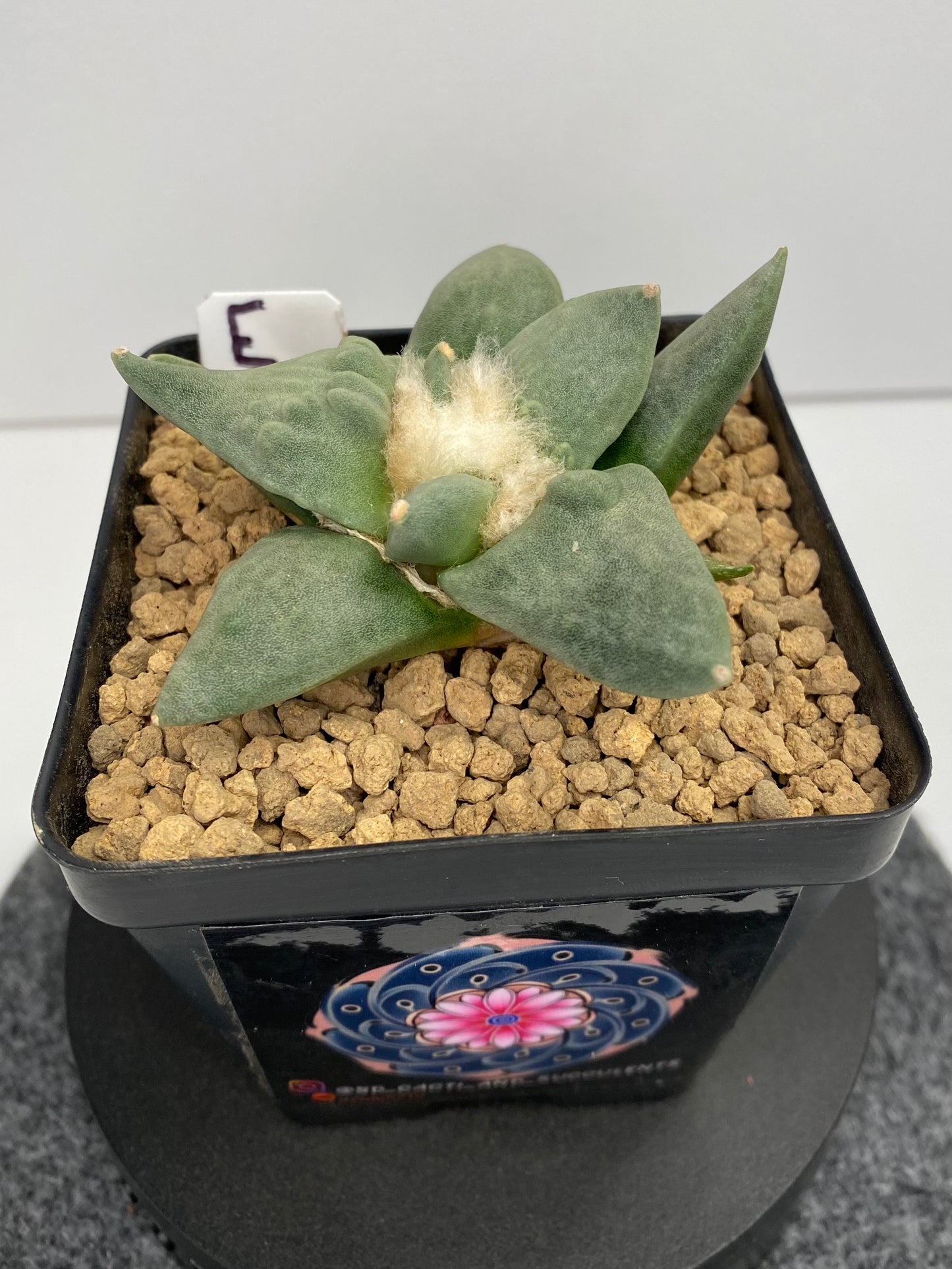 Ariocarpus Retusus cv. Cauliflower "E"