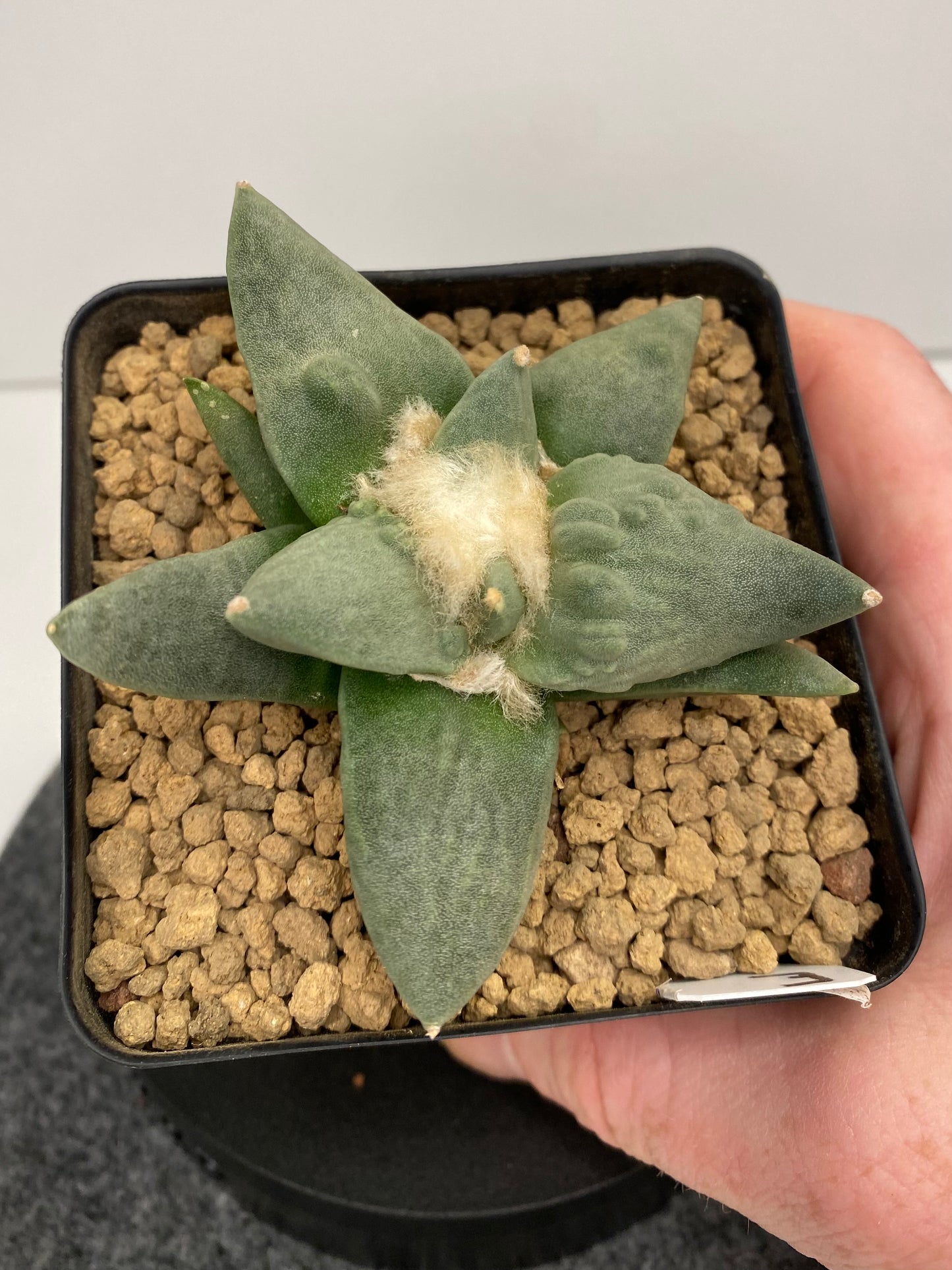 Ariocarpus Retusus cv. Cauliflower "E"