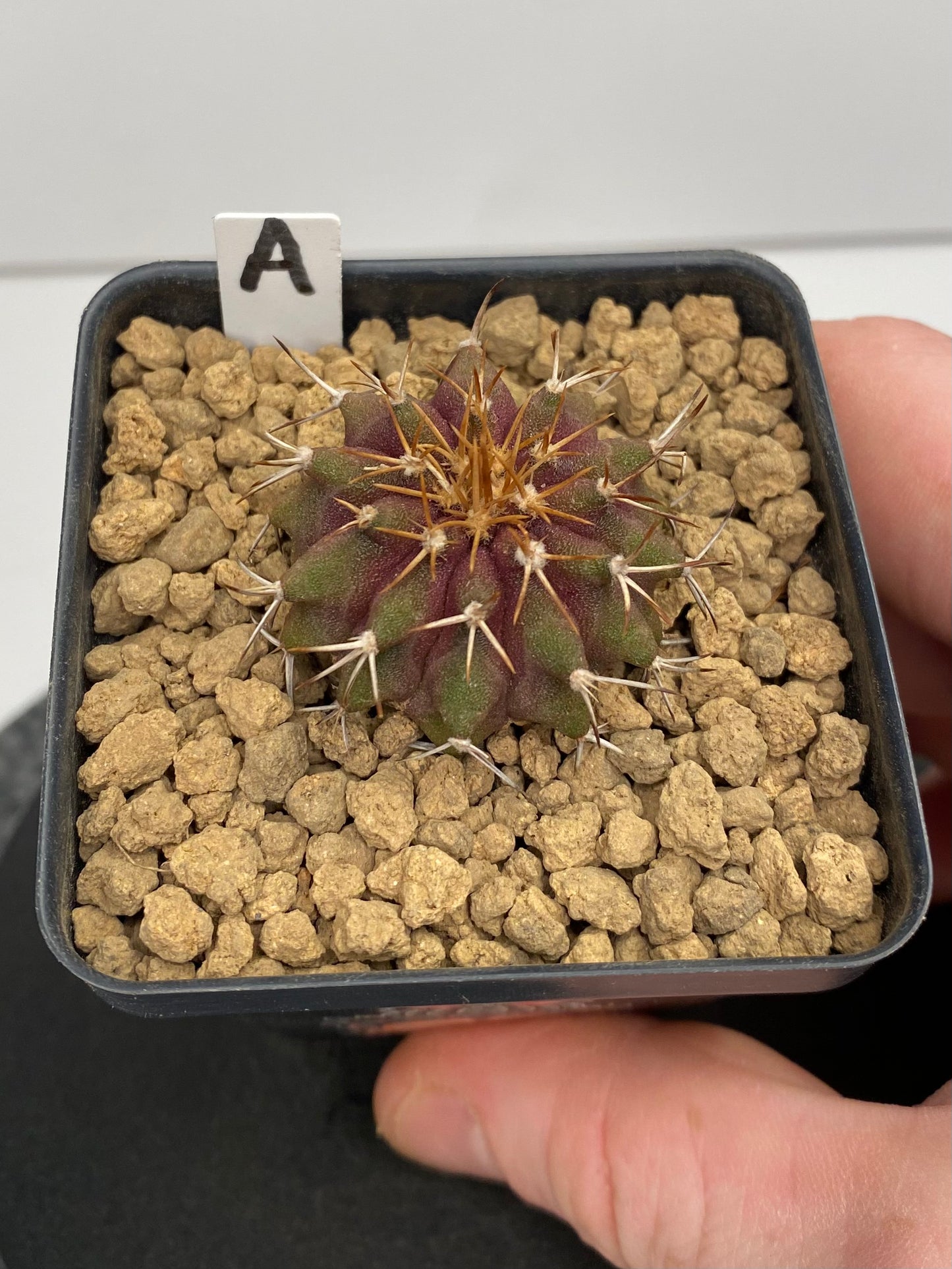 Uebelmannia Buiningii "A"