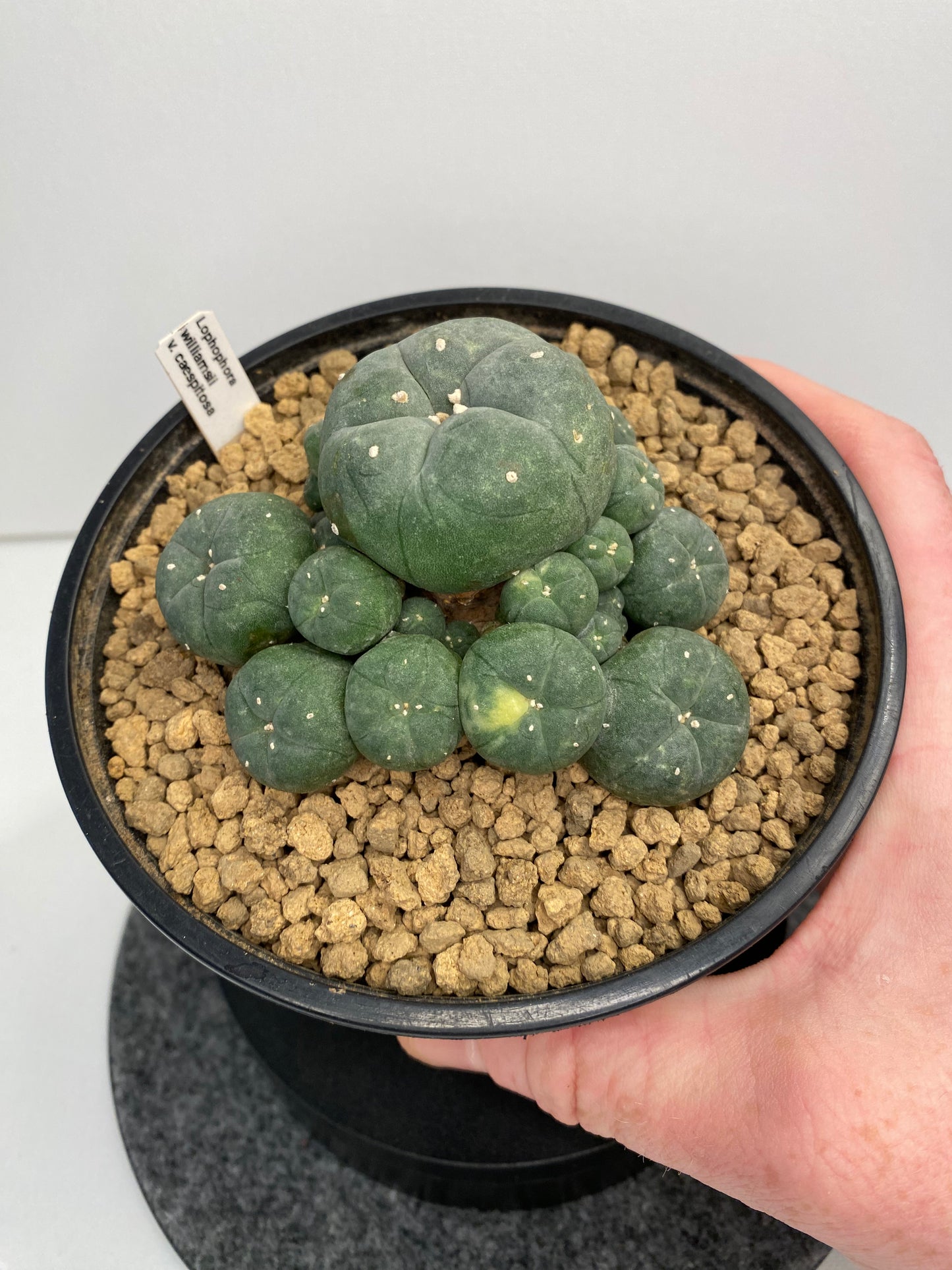 Lophophora W. Caespitosa Variegata