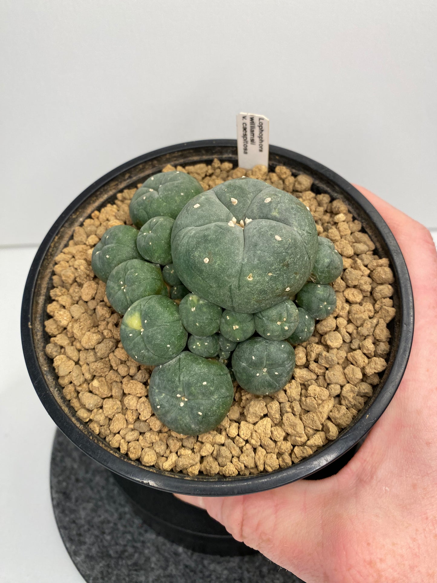 Lophophora W. Caespitosa Variegata