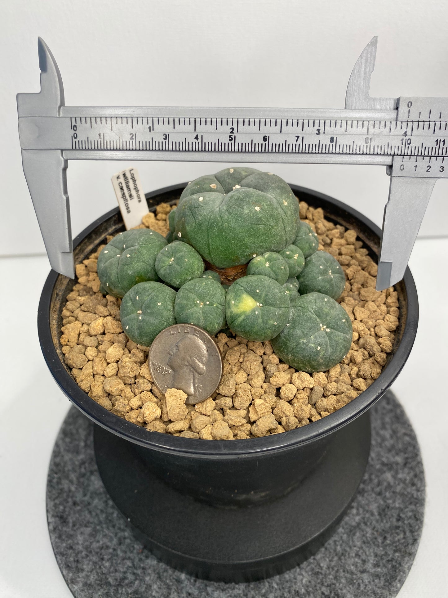 Lophophora W. Caespitosa Variegata