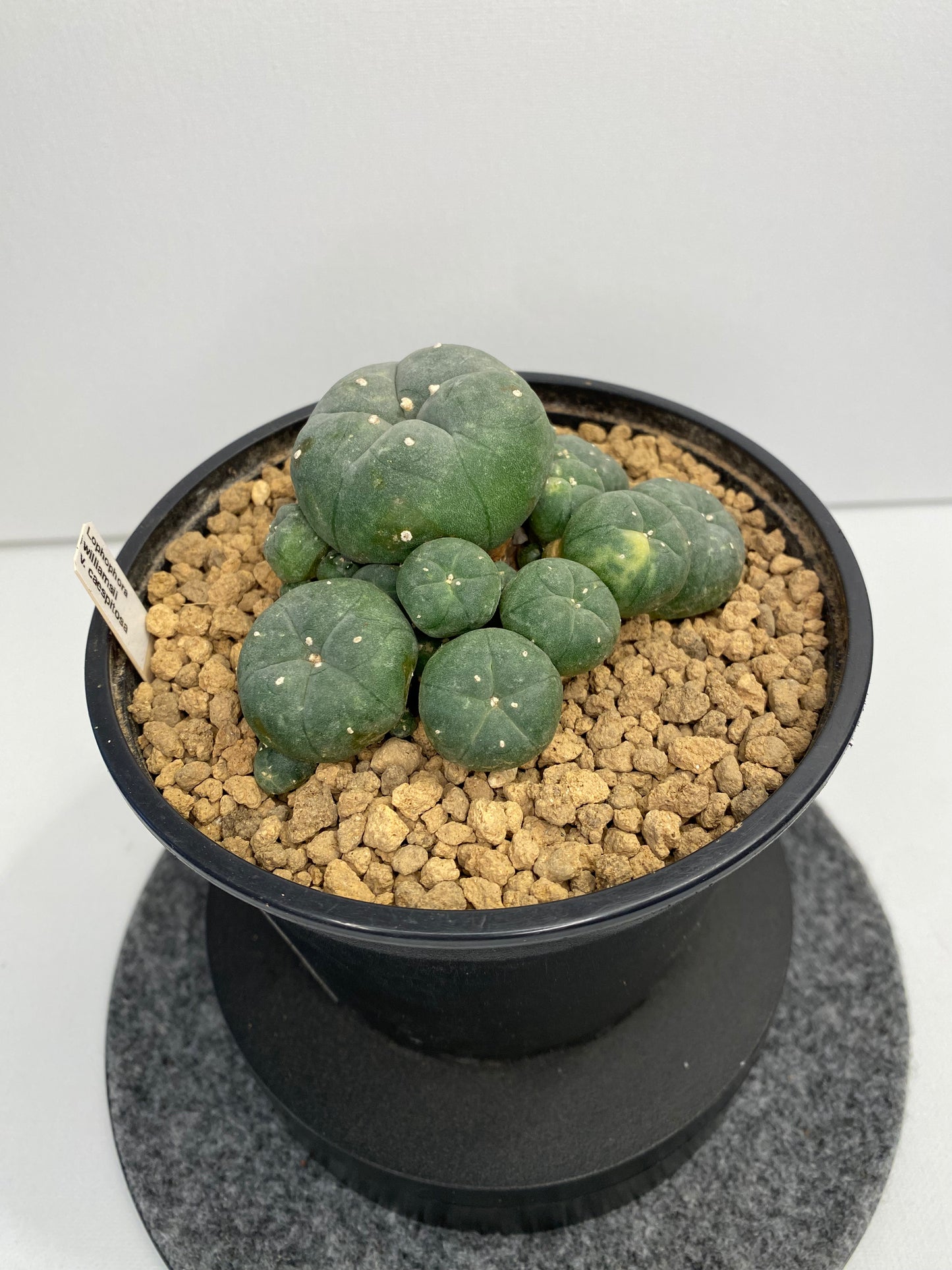 Lophophora W. Caespitosa Variegata