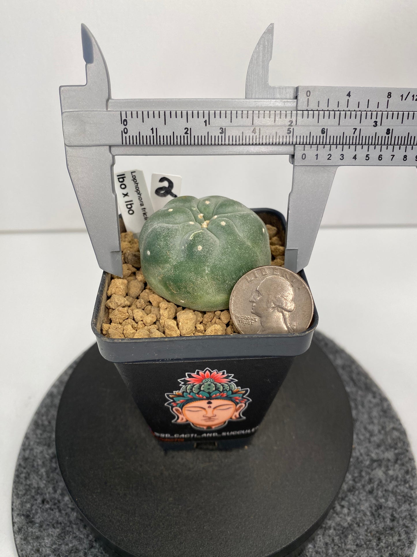 Lophophora Fricii IBO "2"