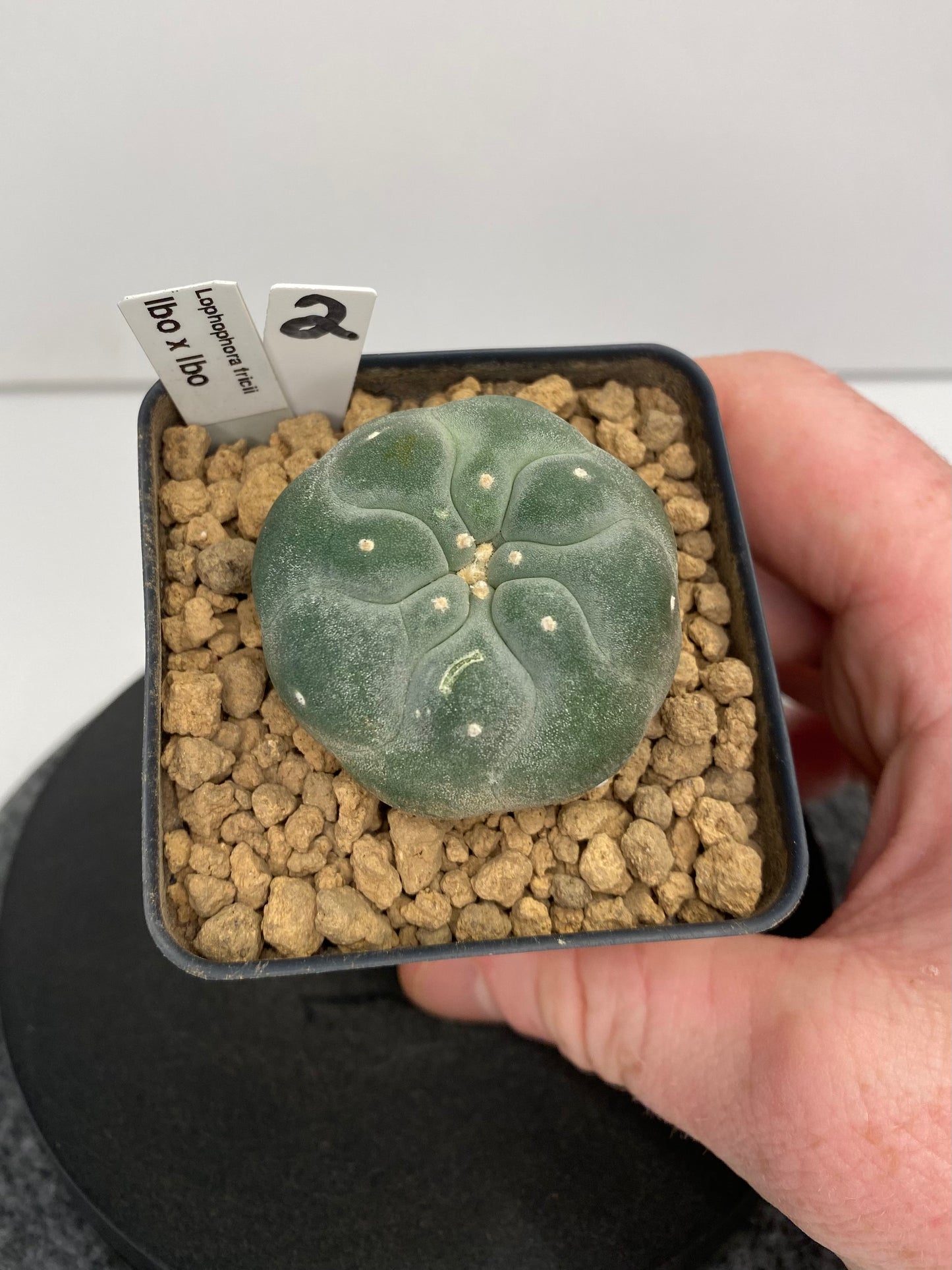 Lophophora Fricii IBO "2"