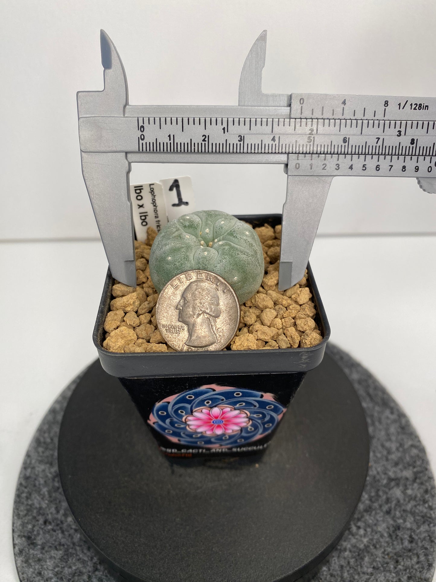 Lophophora Fricii IBO "1"