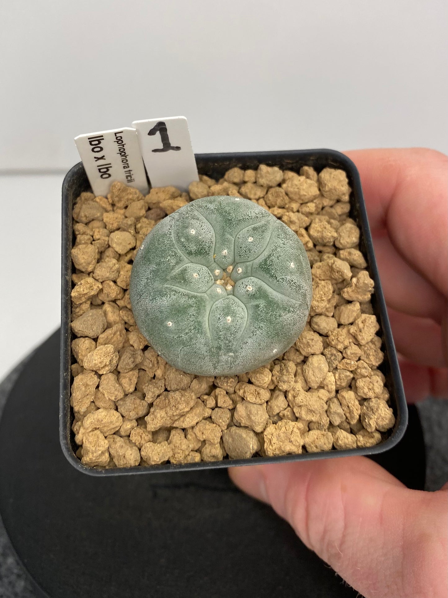 Lophophora Fricii IBO "1"