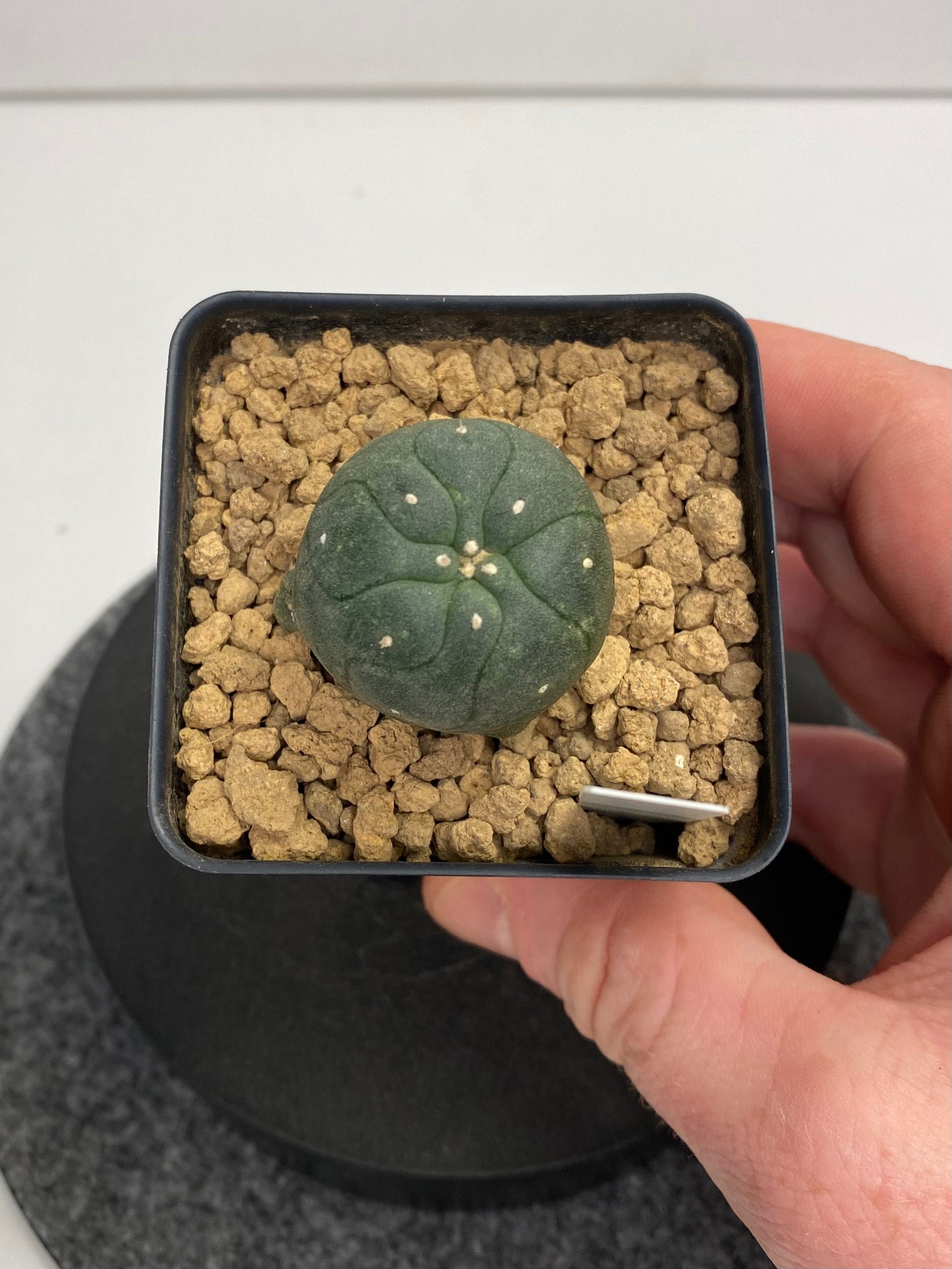 Lophophora var. Jourdaniana