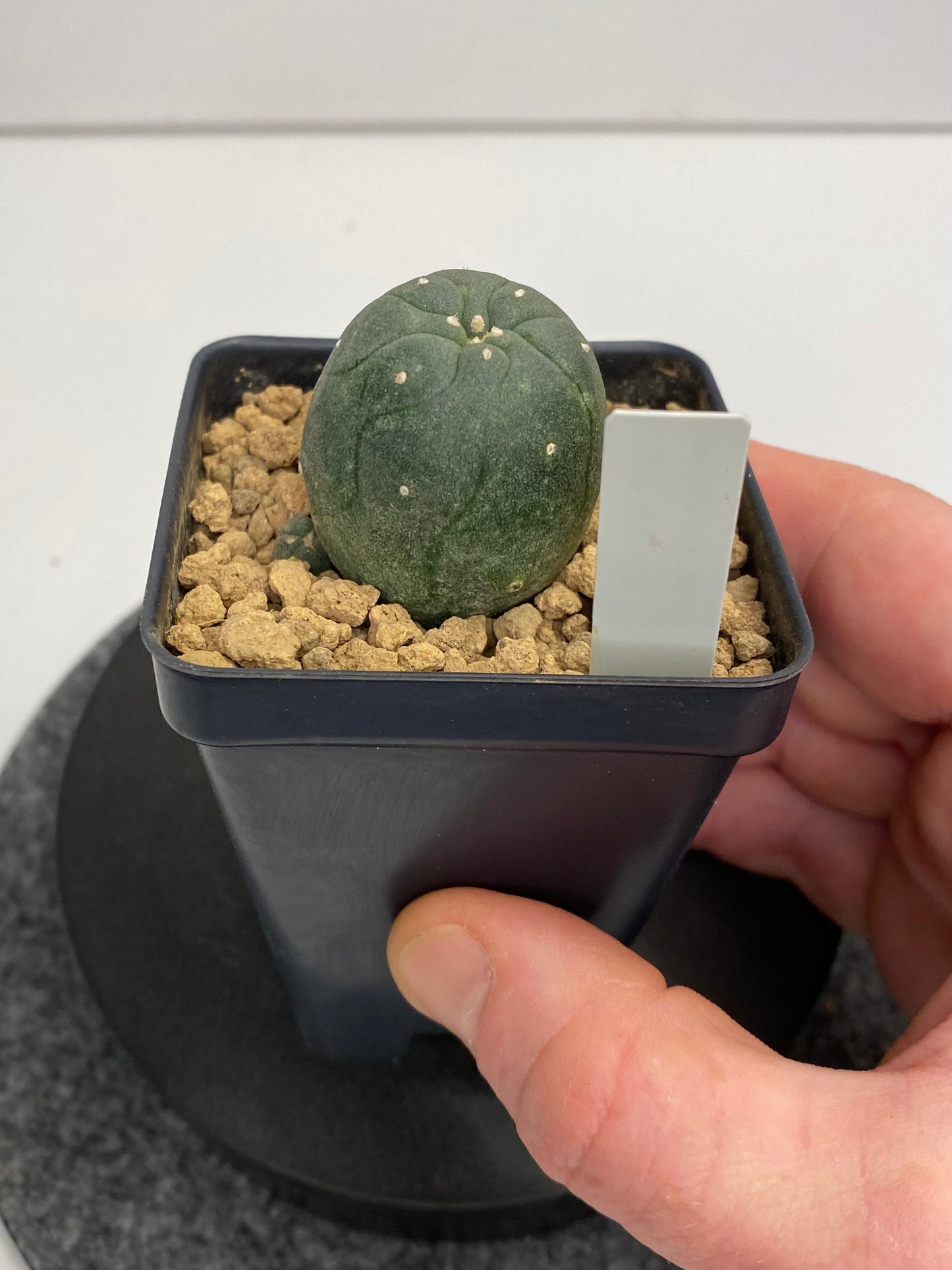 Lophophora var. Jourdaniana