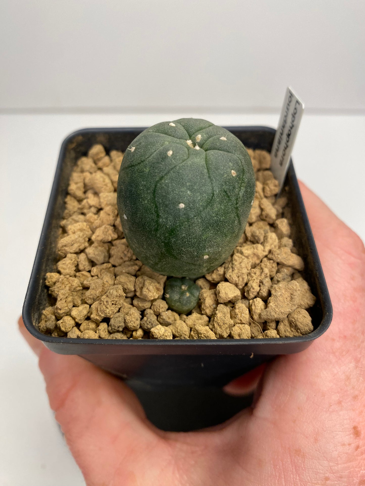 Lophophora var. Jourdaniana