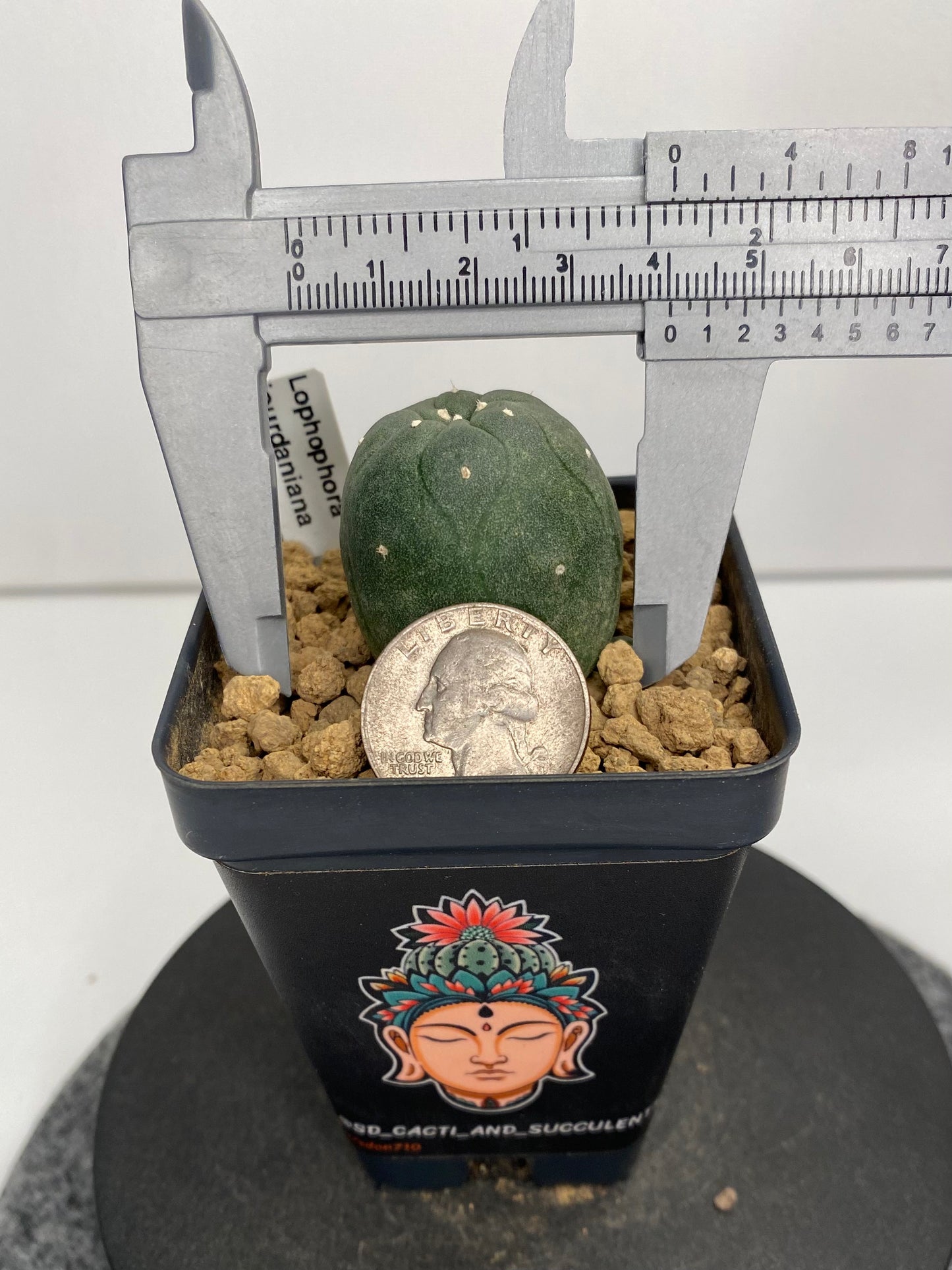 Lophophora var. Jourdaniana