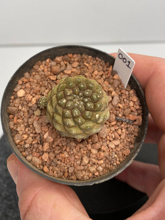 Copiapoa Hypogaea "001"