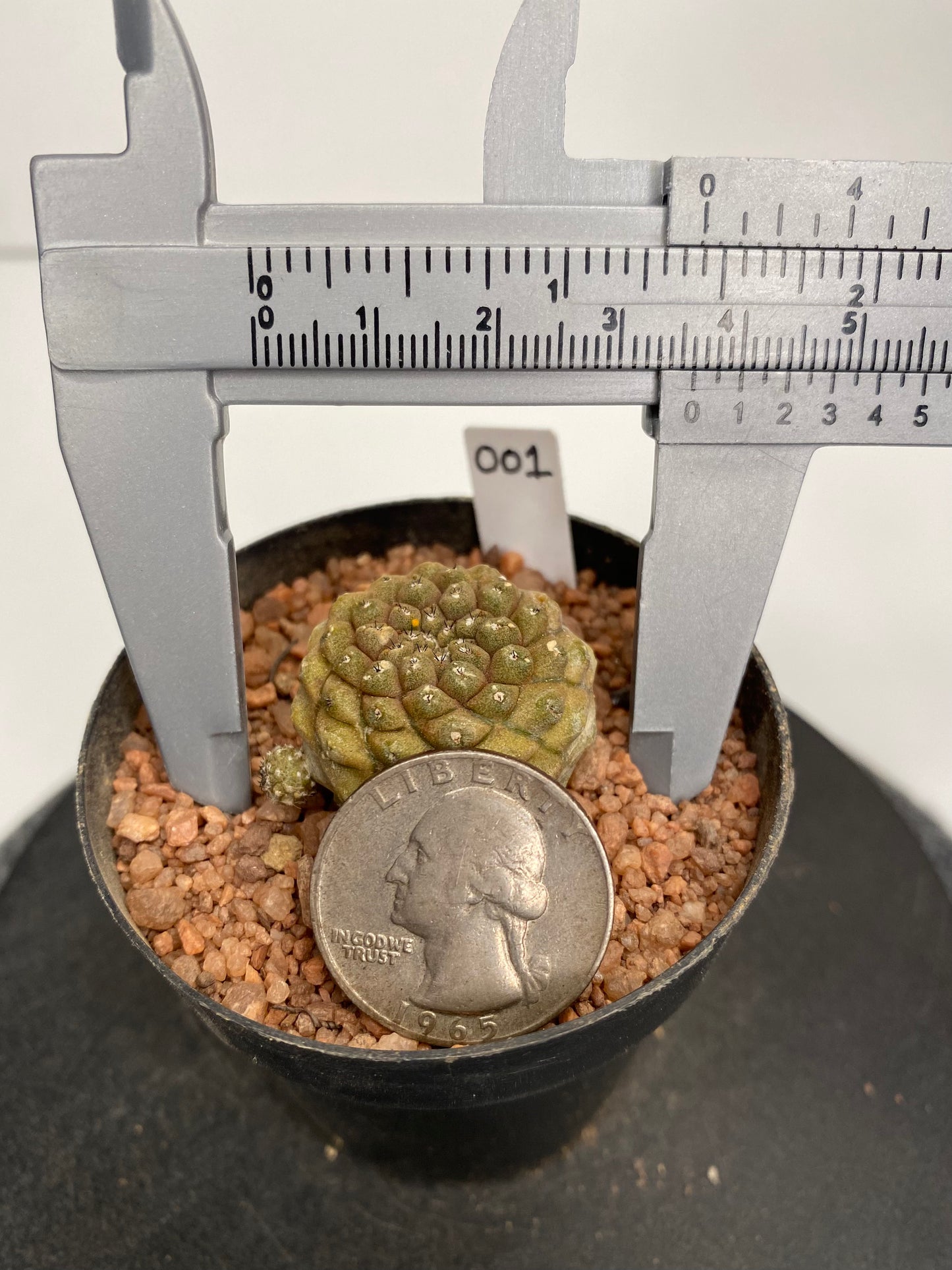 Copiapoa Hypogaea "001"