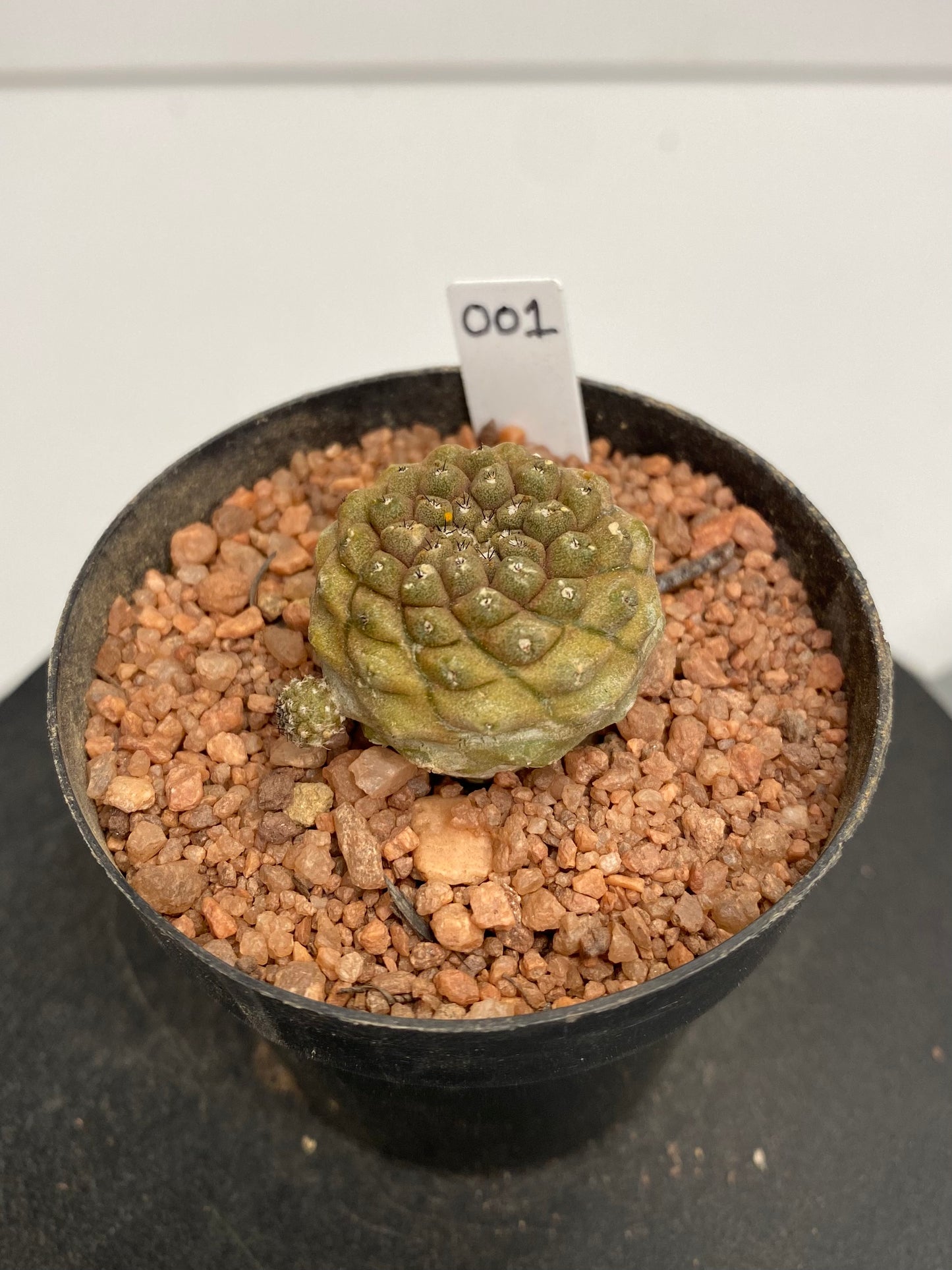 Copiapoa Hypogaea "001"