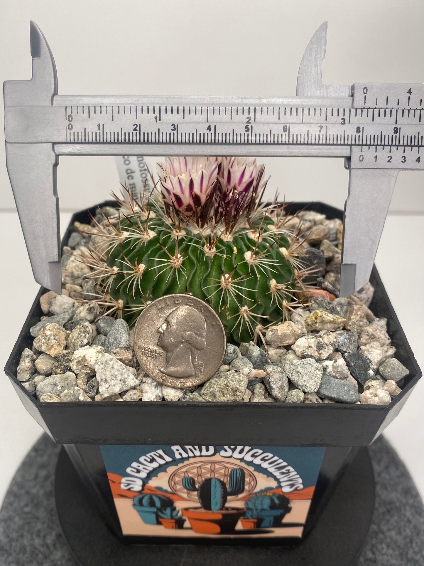 Stenocactus "Cinco de Mayo"