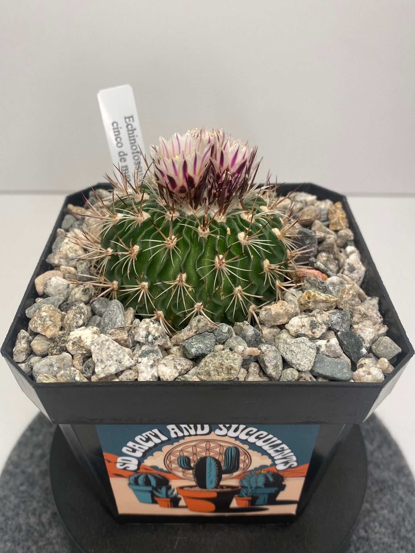 Stenocactus "Cinco de Mayo"