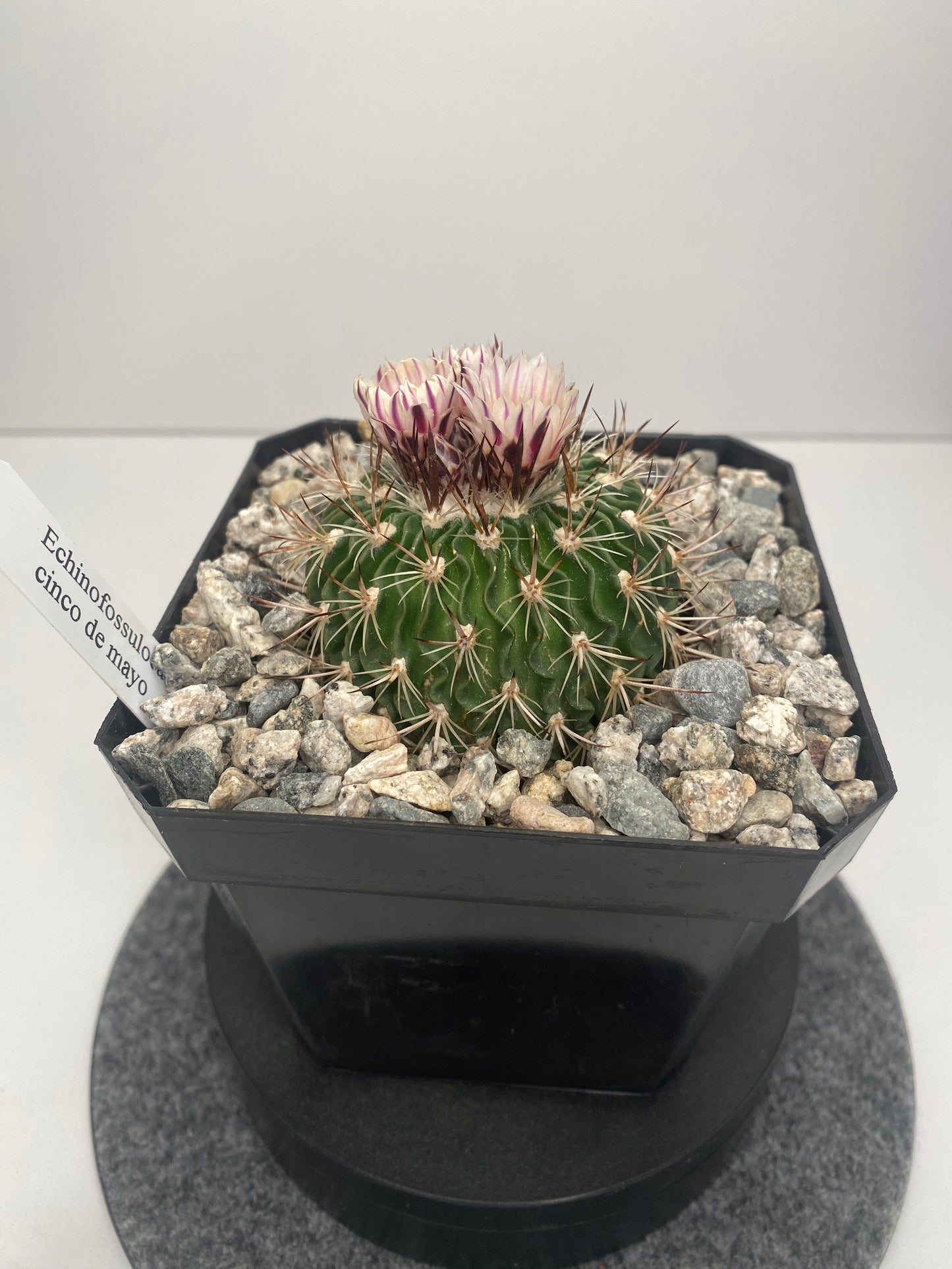 Stenocactus "Cinco de Mayo"