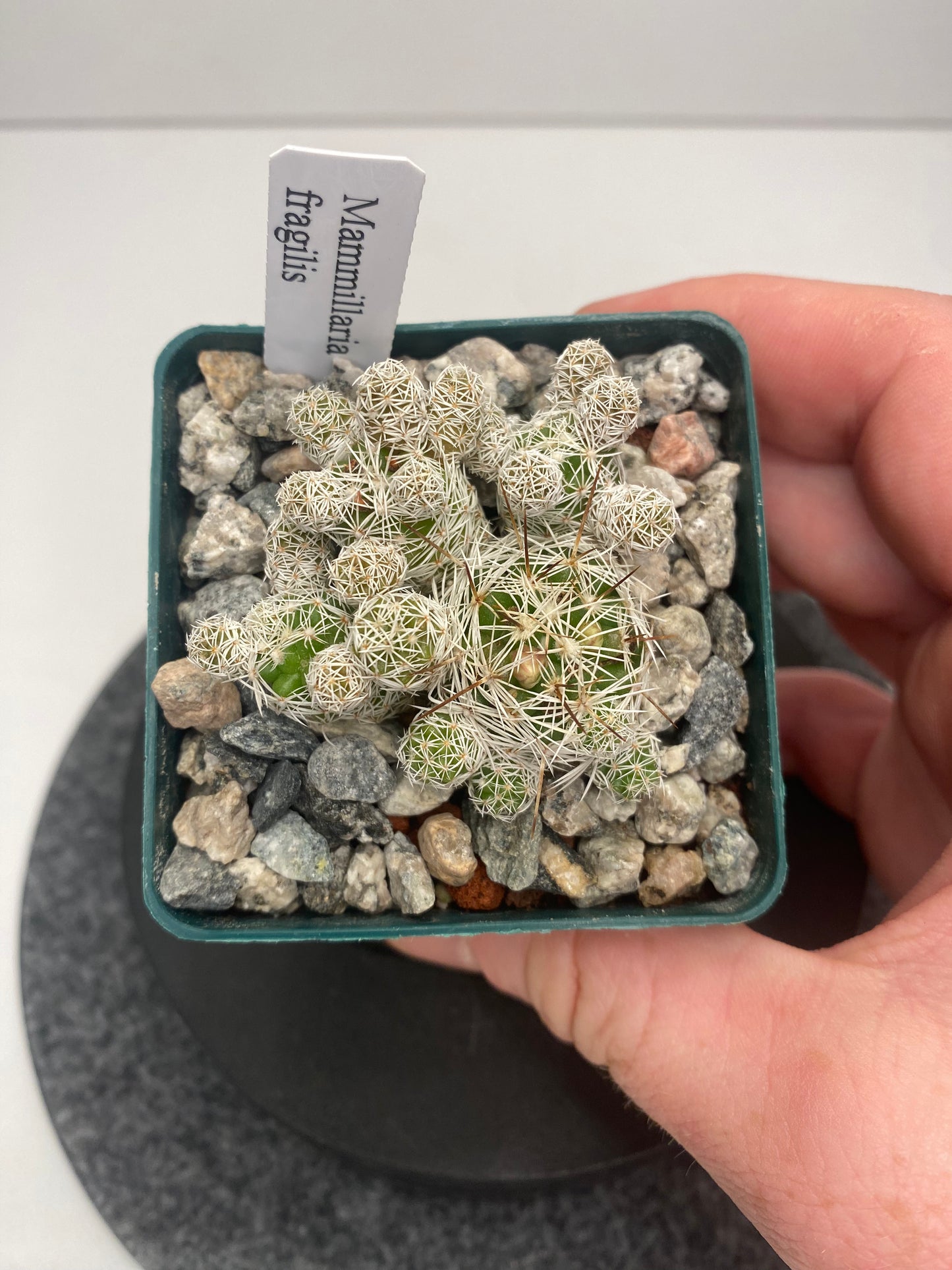 Mammillaria Gracilis Fragilis “Thimble Cactus”