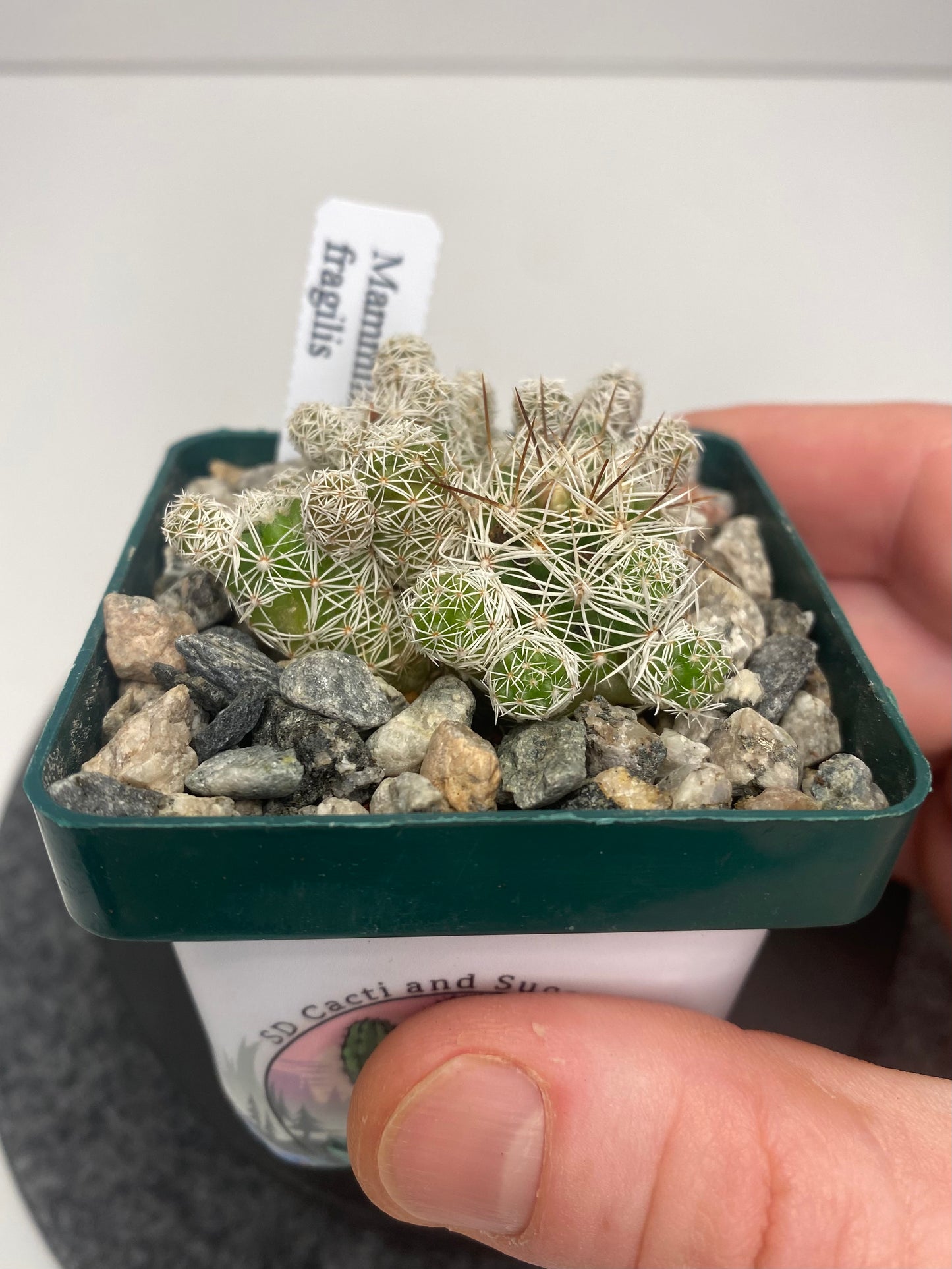 Mammillaria Gracilis Fragilis “Thimble Cactus”