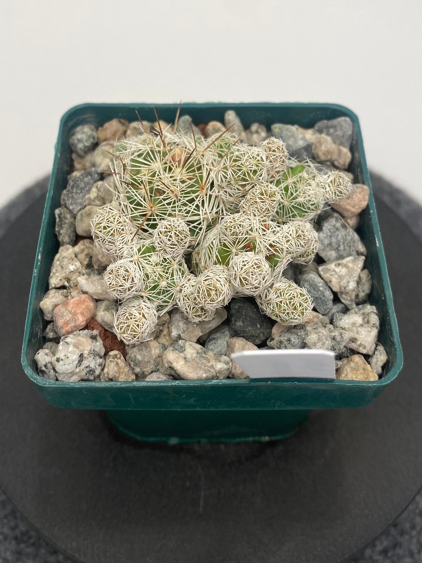 Mammillaria Gracilis Fragilis “Thimble Cactus”