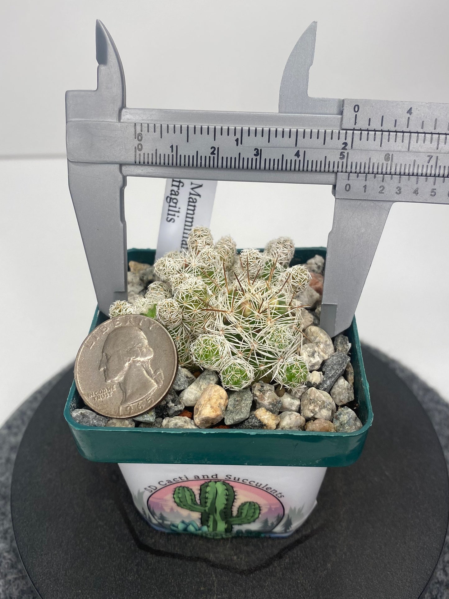 Mammillaria Gracilis Fragilis “Thimble Cactus”