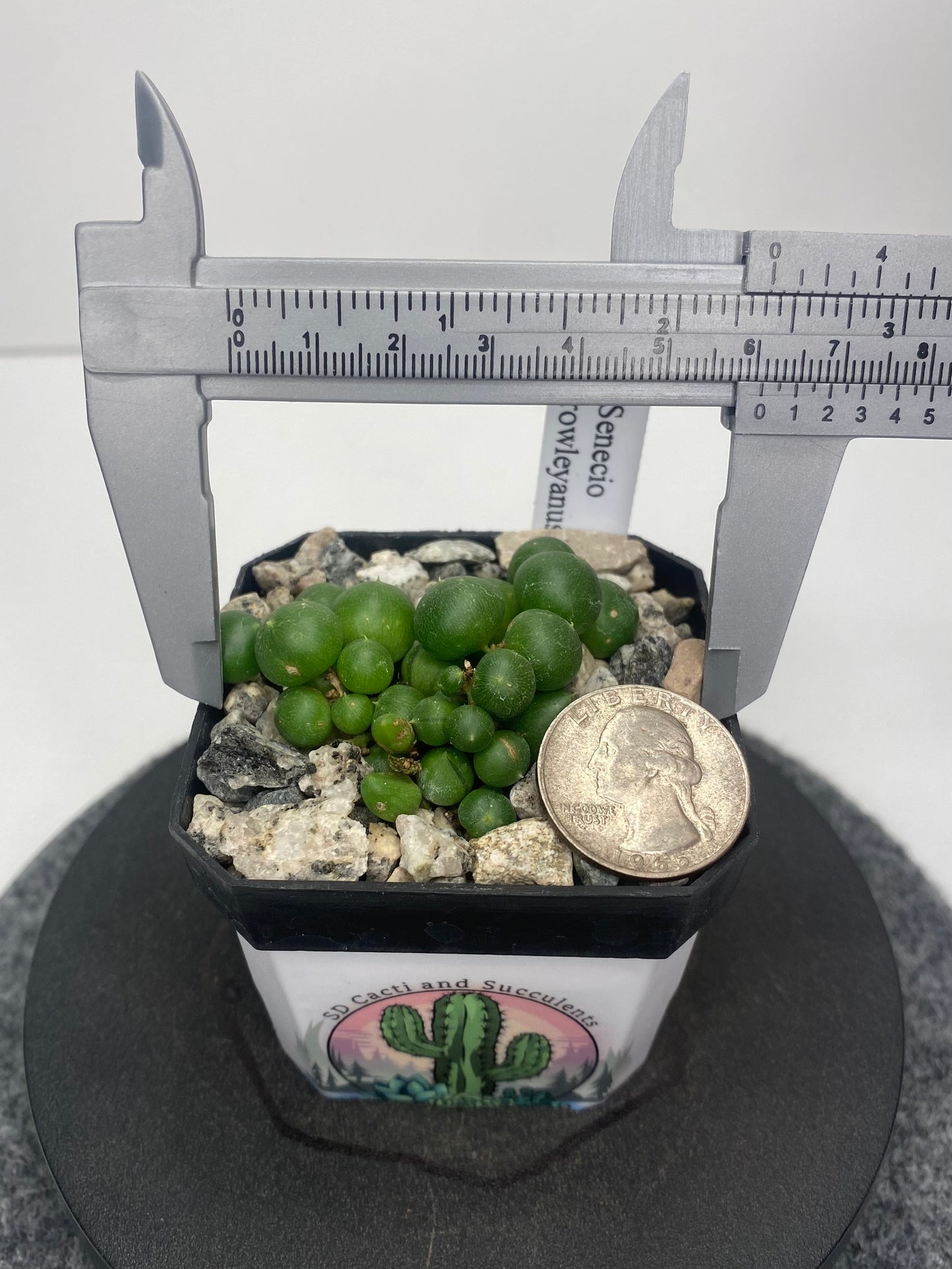 Senecio Rowleyanus “String of Pearls”