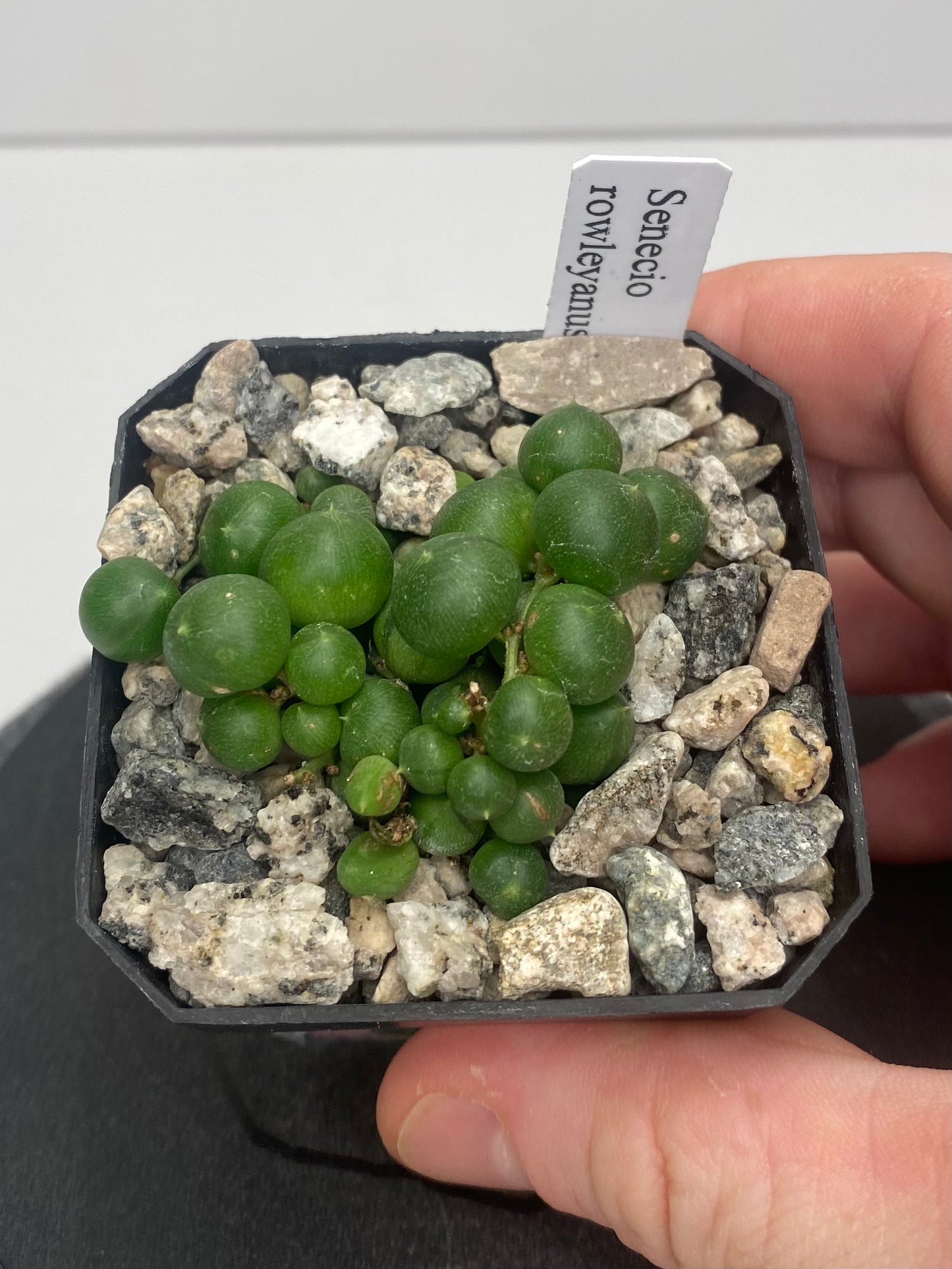 Senecio Rowleyanus “String of Pearls”