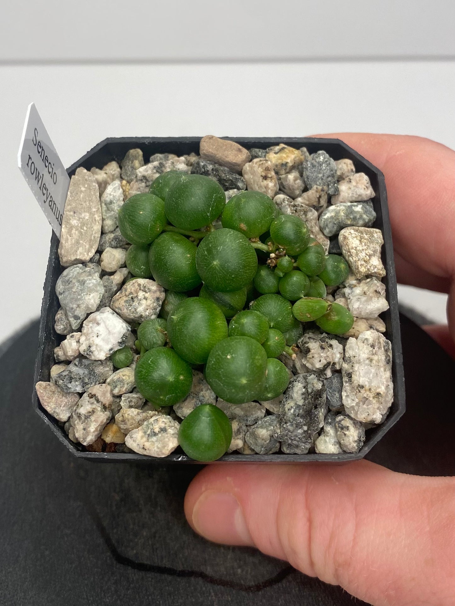 Senecio Rowleyanus “String of Pearls”