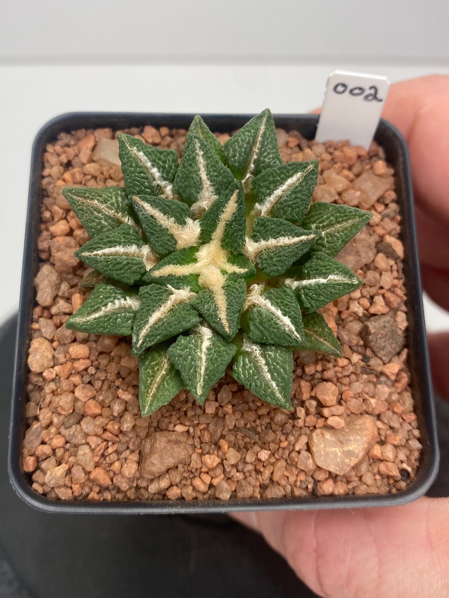 Ariocarpus Kotschoubeyanus var. Elephantidens #002