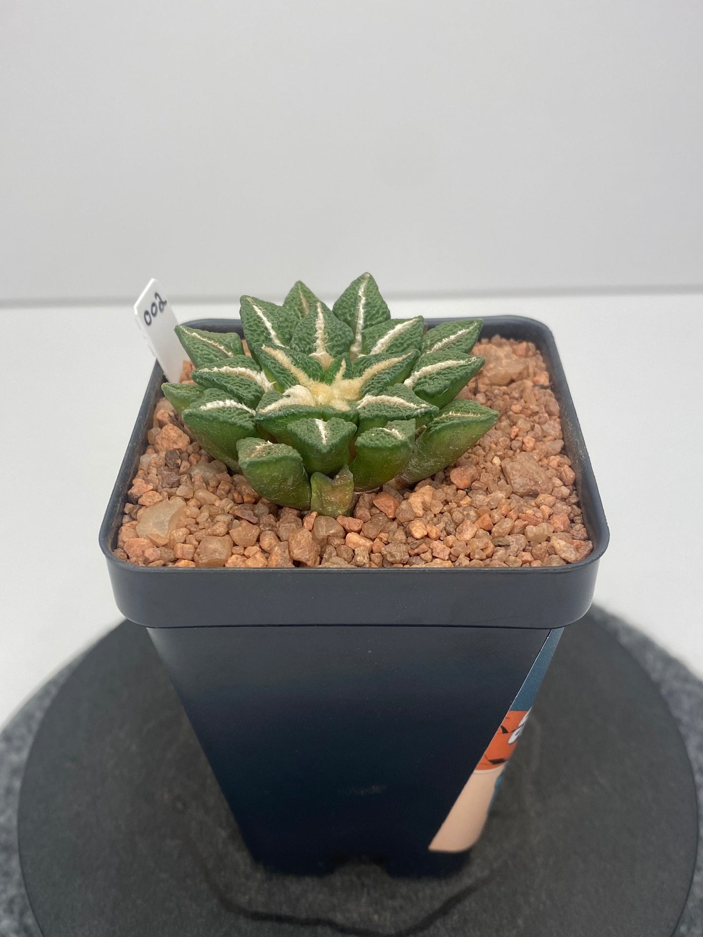 Ariocarpus Kotschoubeyanus var. Elephantidens #002