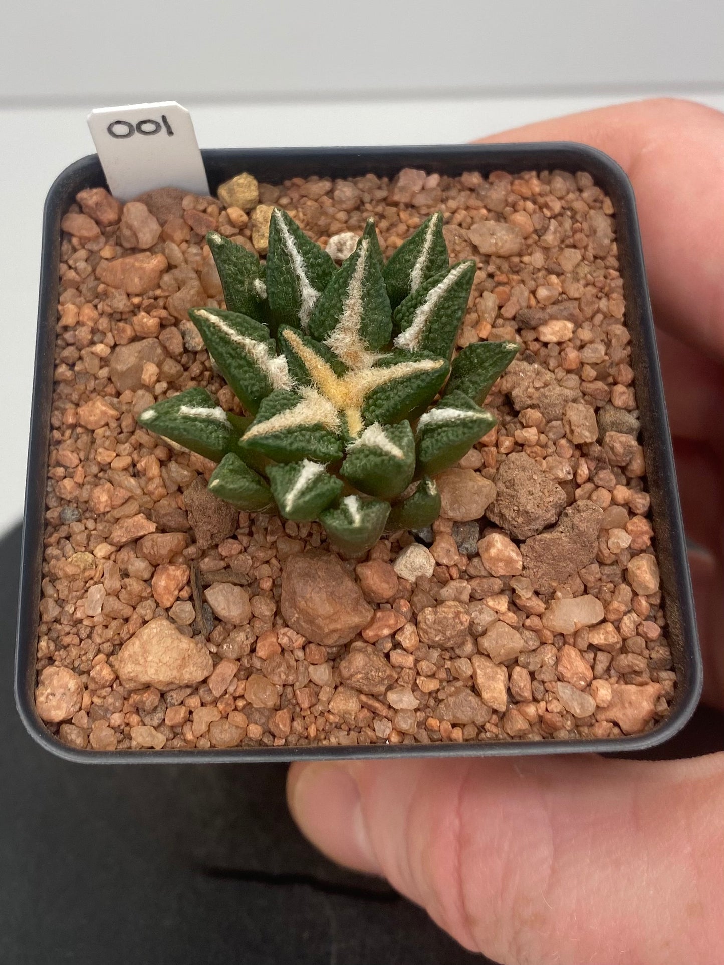 Ariocarpus Kotschoubeyanus var. Elephantidens "001"