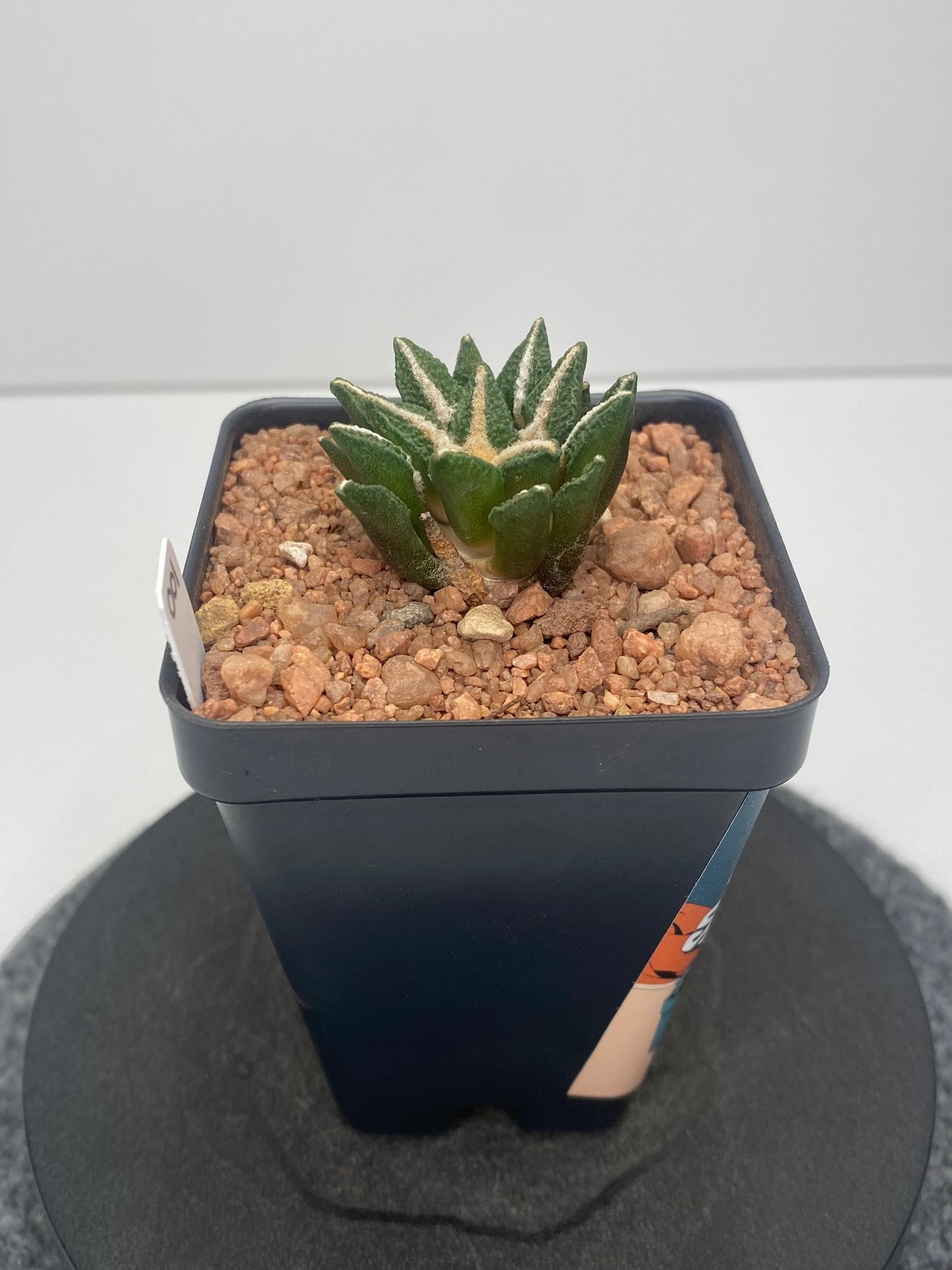 Ariocarpus Kotschoubeyanus var. Elephantidens "001"