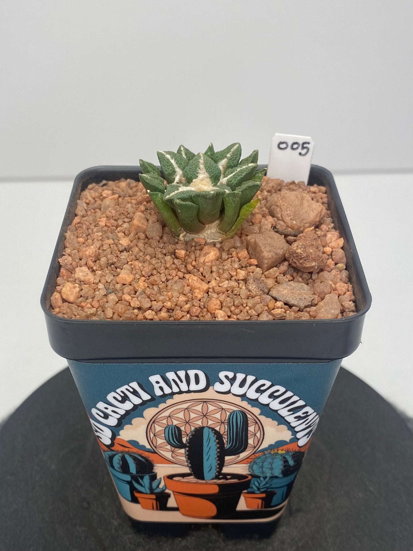 Ariocarpus Kotschoubeyanus var. Elephantidens #005