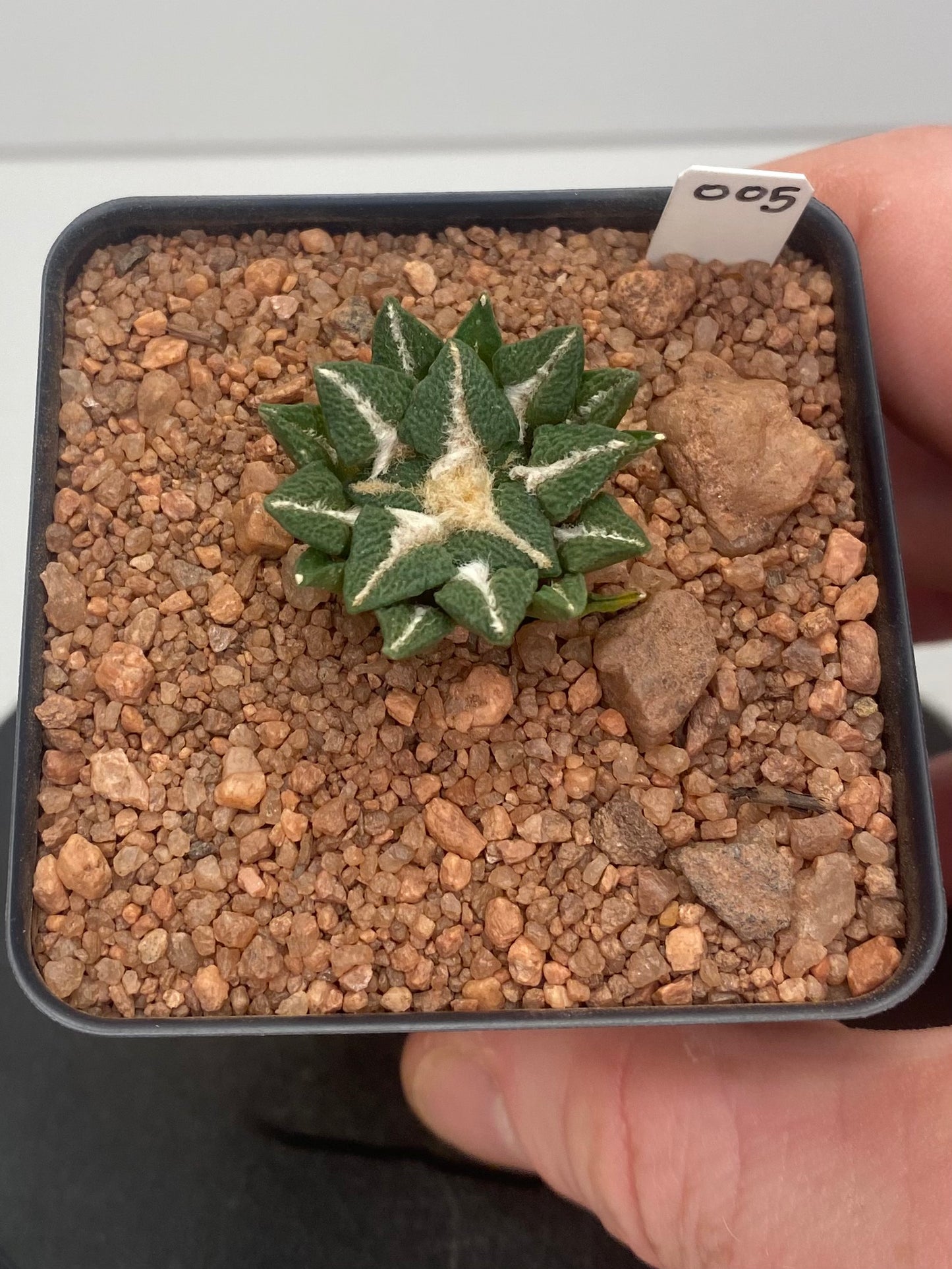 Ariocarpus Kotschoubeyanus var. Elephantidens #005