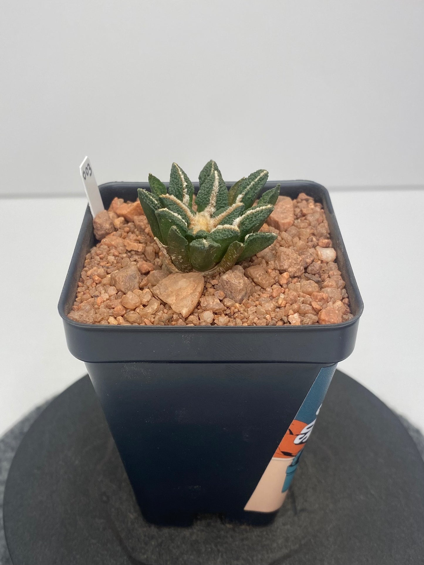 Ariocarpus Kotschoubeyanus var. Elephantidens #003