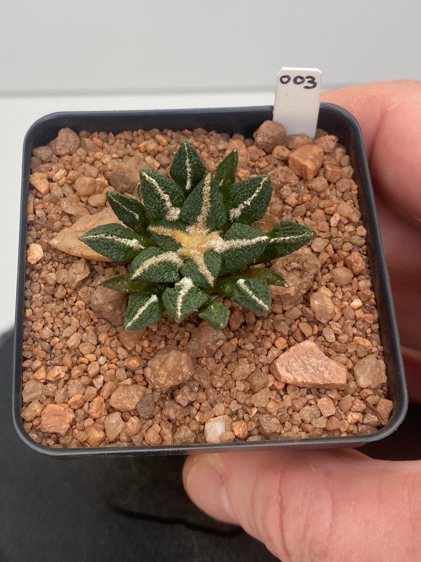 Ariocarpus Kotschoubeyanus var. Elephantidens #003