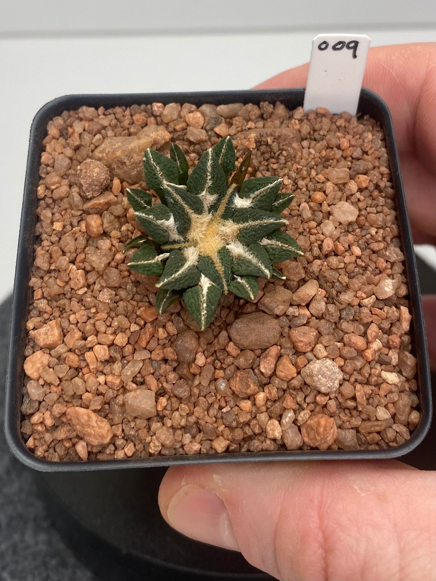 Ariocarpus Kotschoubeyanus var. Elephantidens #009