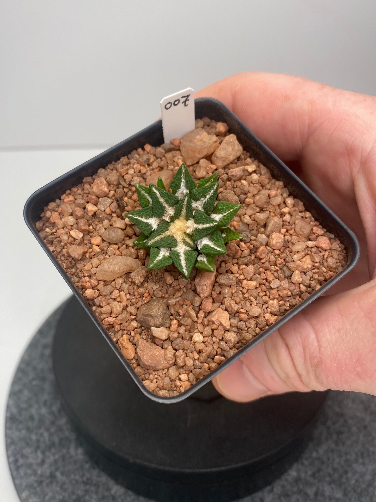 Ariocarpus Kotschoubeyanus var. Elephantidens #007