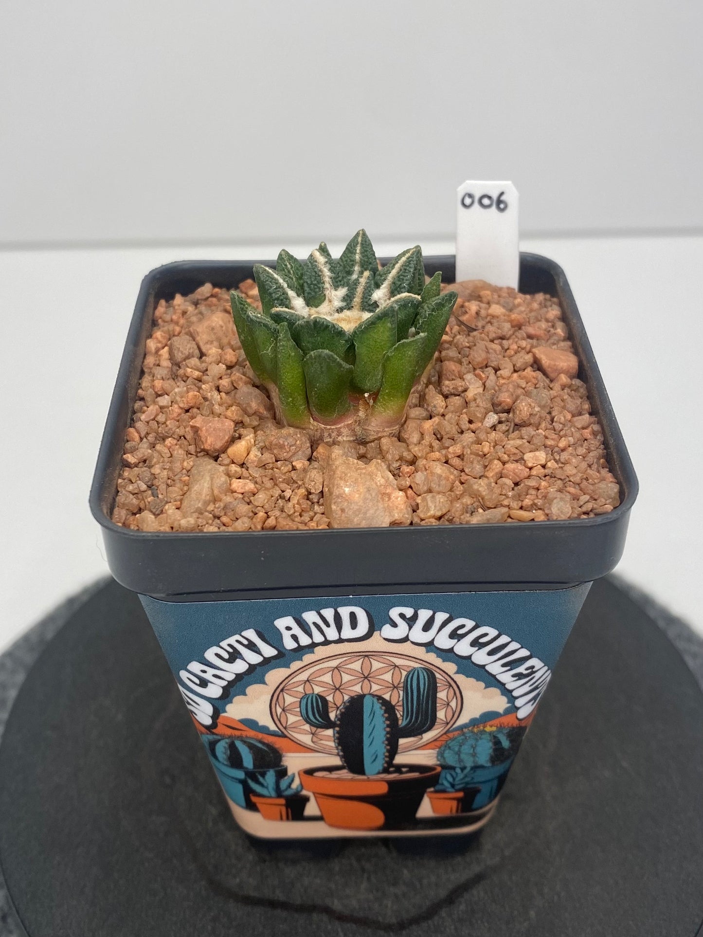 Ariocarpus Kotschoubeyanus var. Elephantidens #006